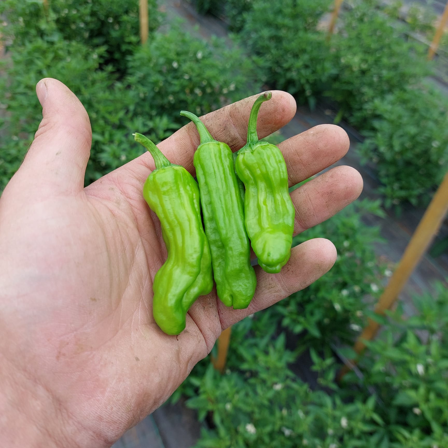 Shishito Peppers