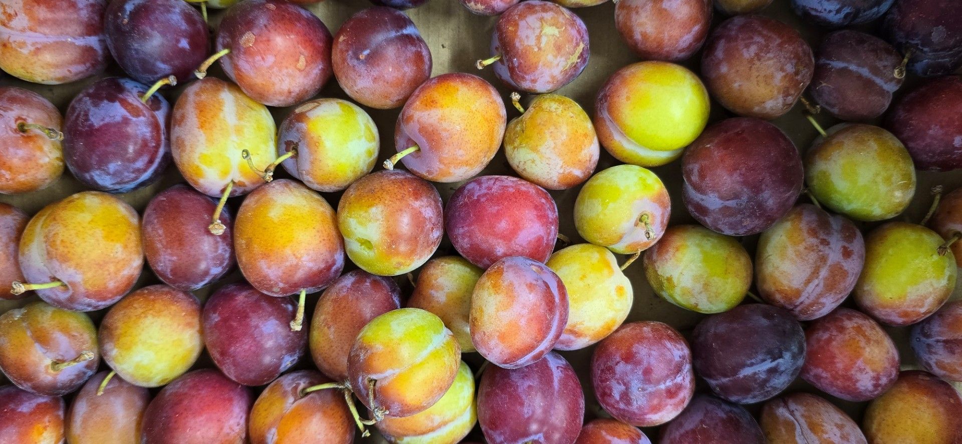 Plums
