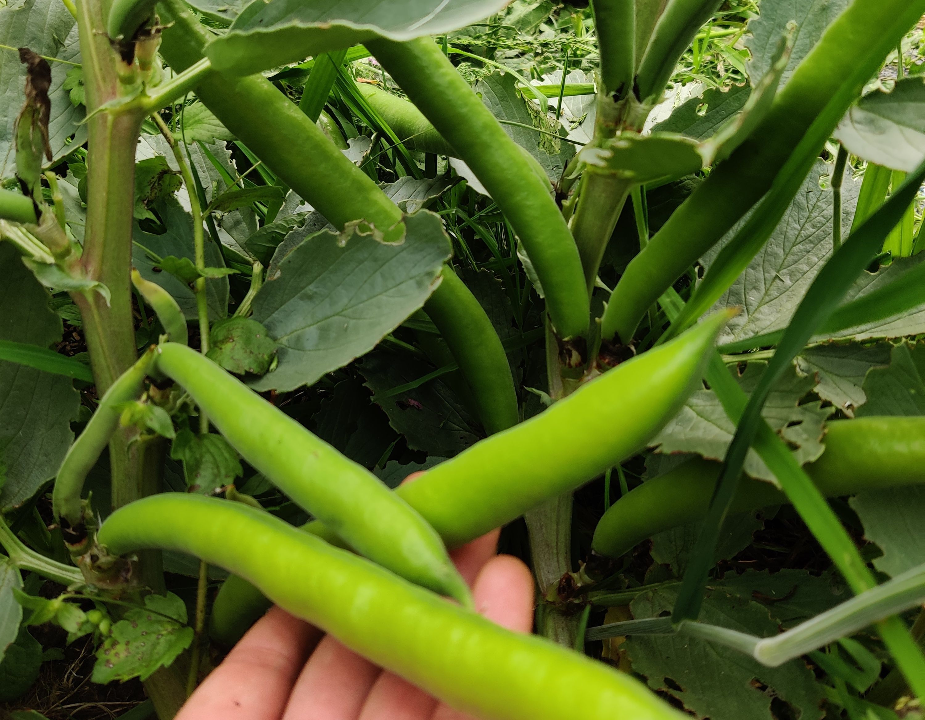 Image of Broad Beans