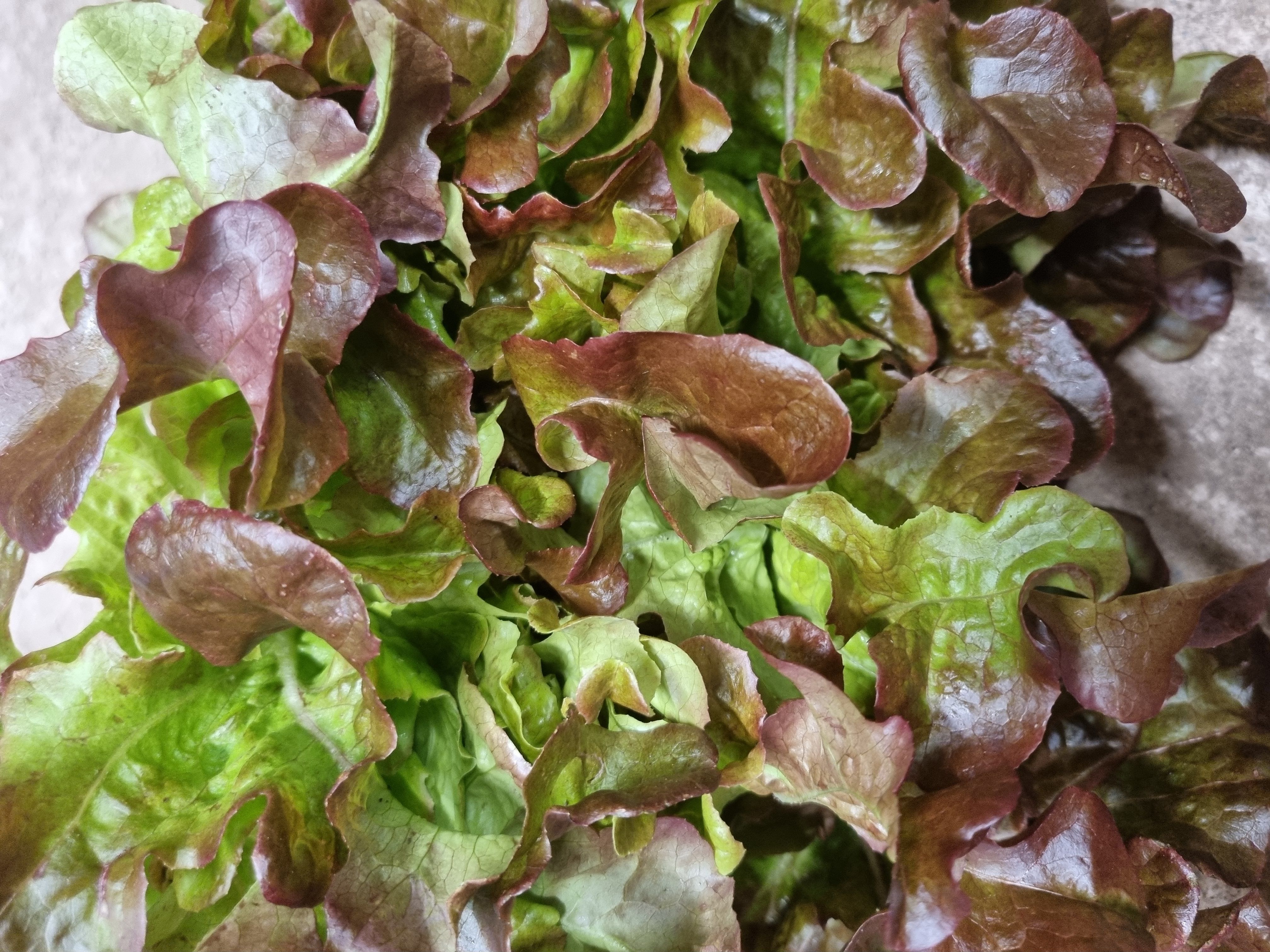 Image of Lettuce