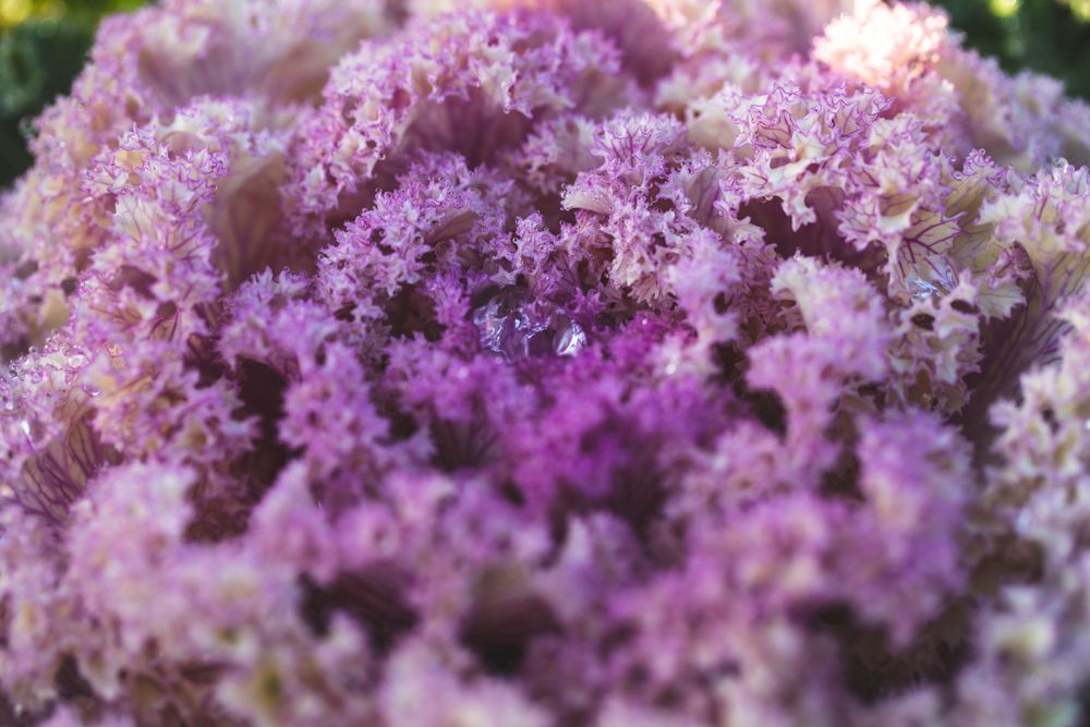 Image of Opportunities at Flourish