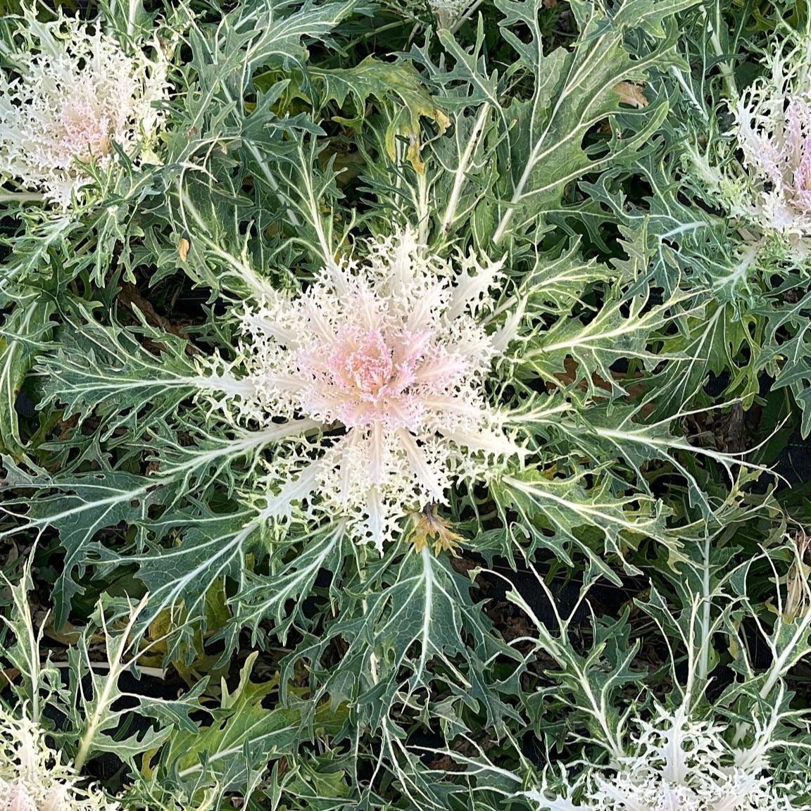 White Spider Kale