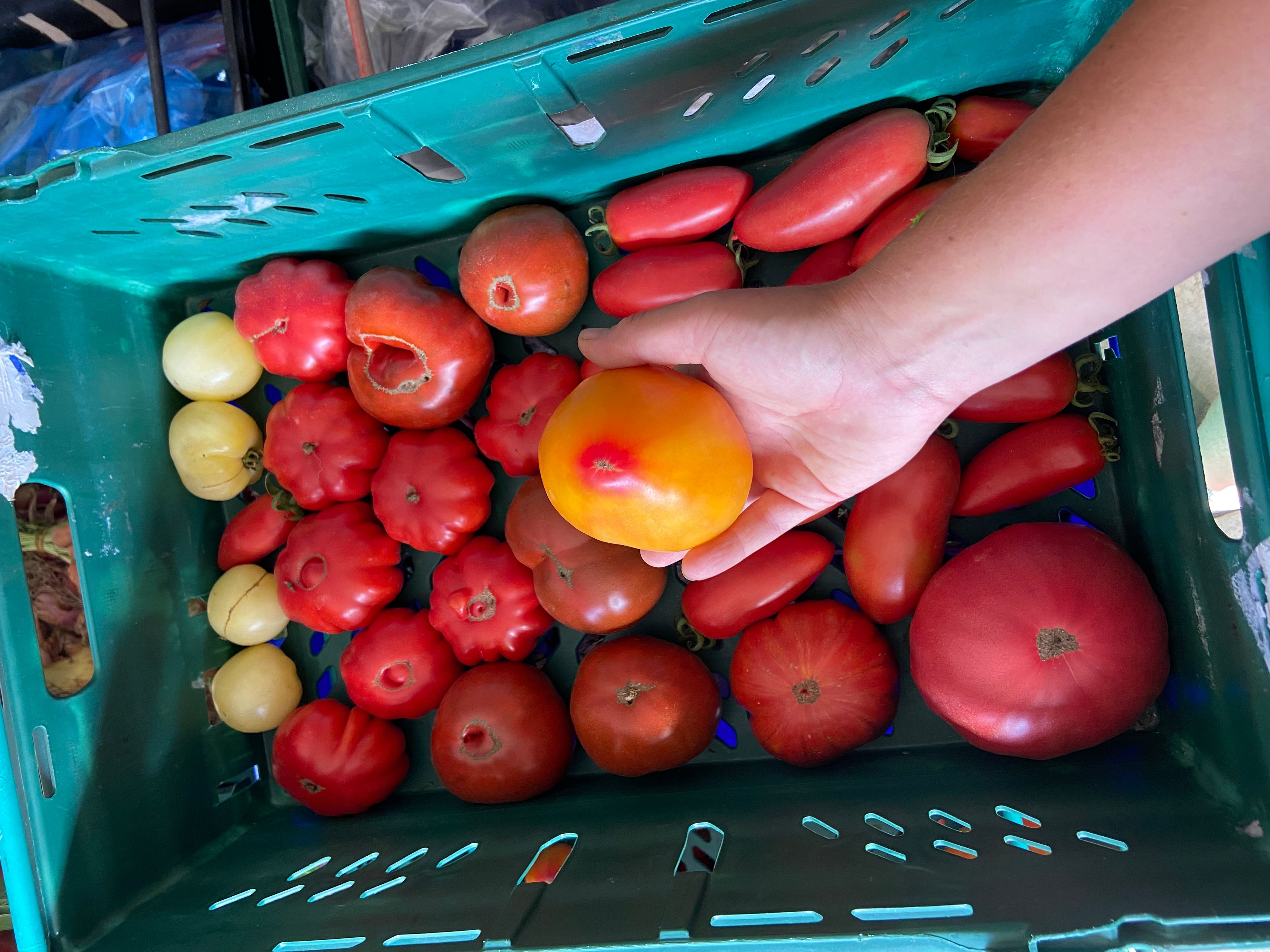 Bulk Beefsteak Tomato 