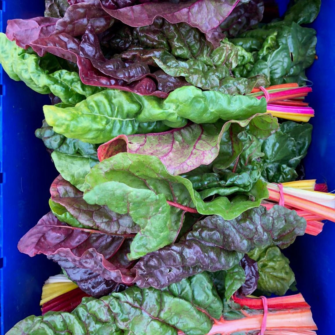 Rainbow Chard
