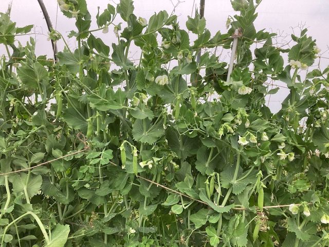 Image of Sugar Snap Peas