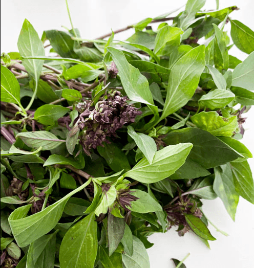 Image of Thai Basil