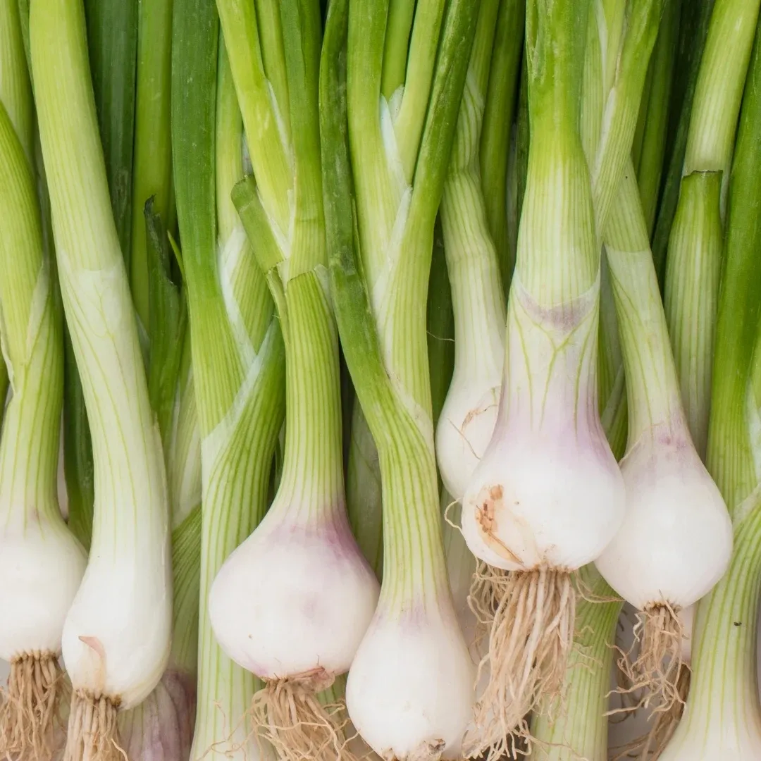 Image of Jumbo Spring Onions (Bunch)