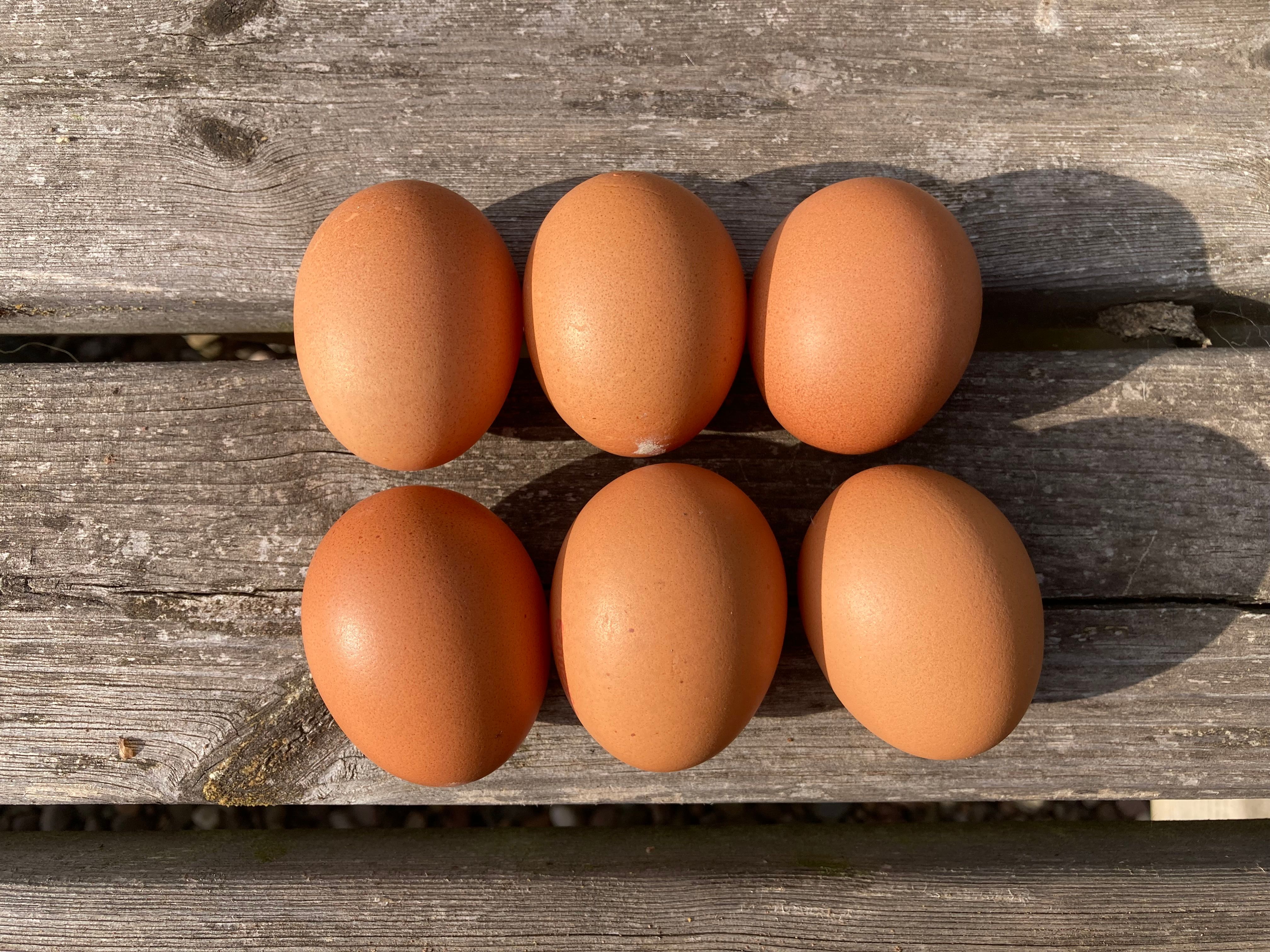 Organic Eggs
