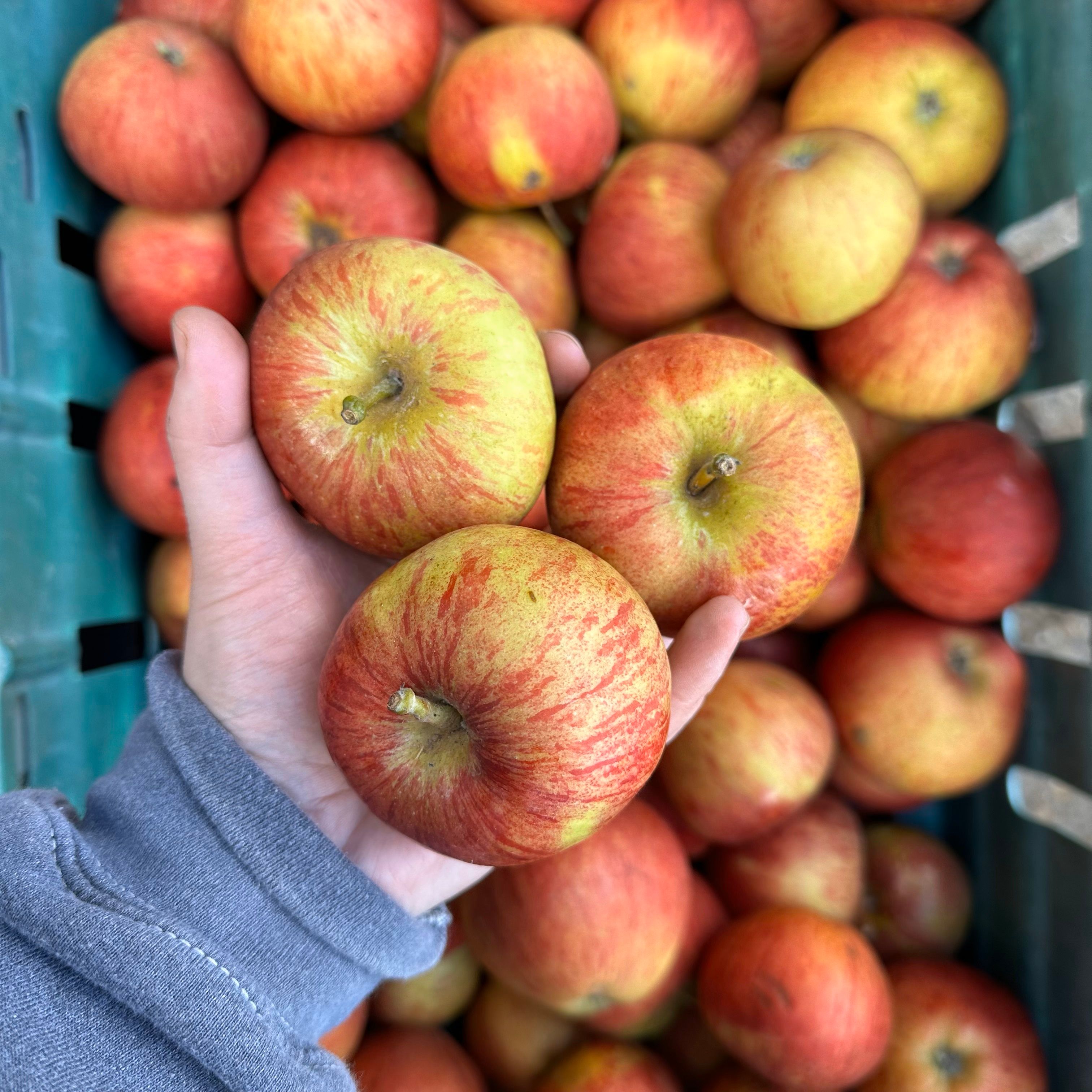Image of Apples Local