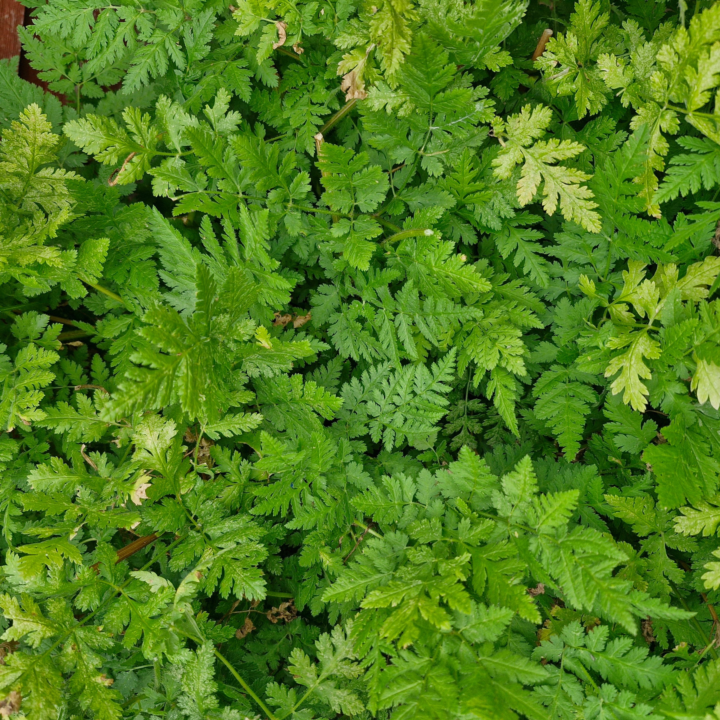 Image of Sweet Cicely