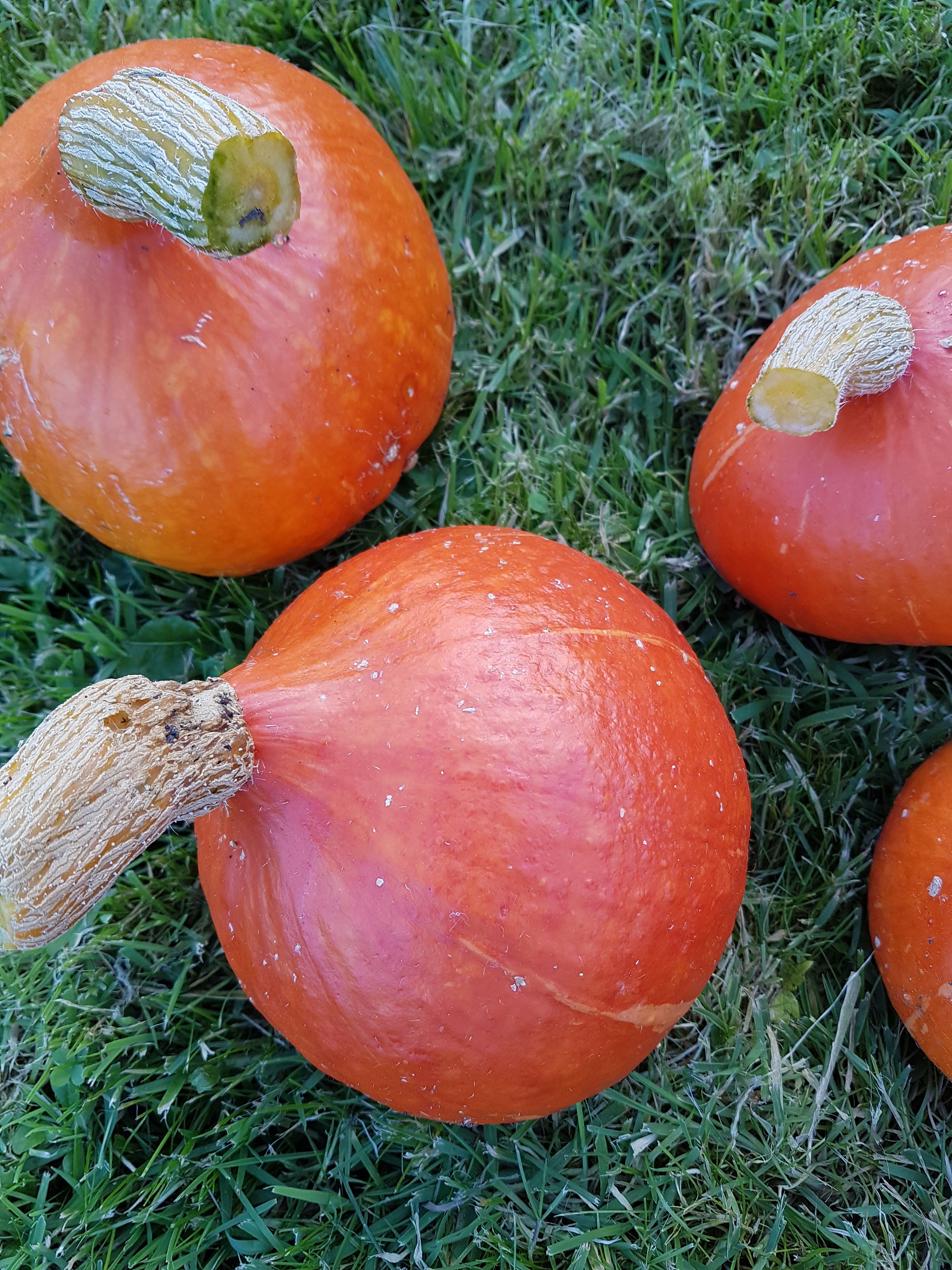 Squash "Red Kuri"