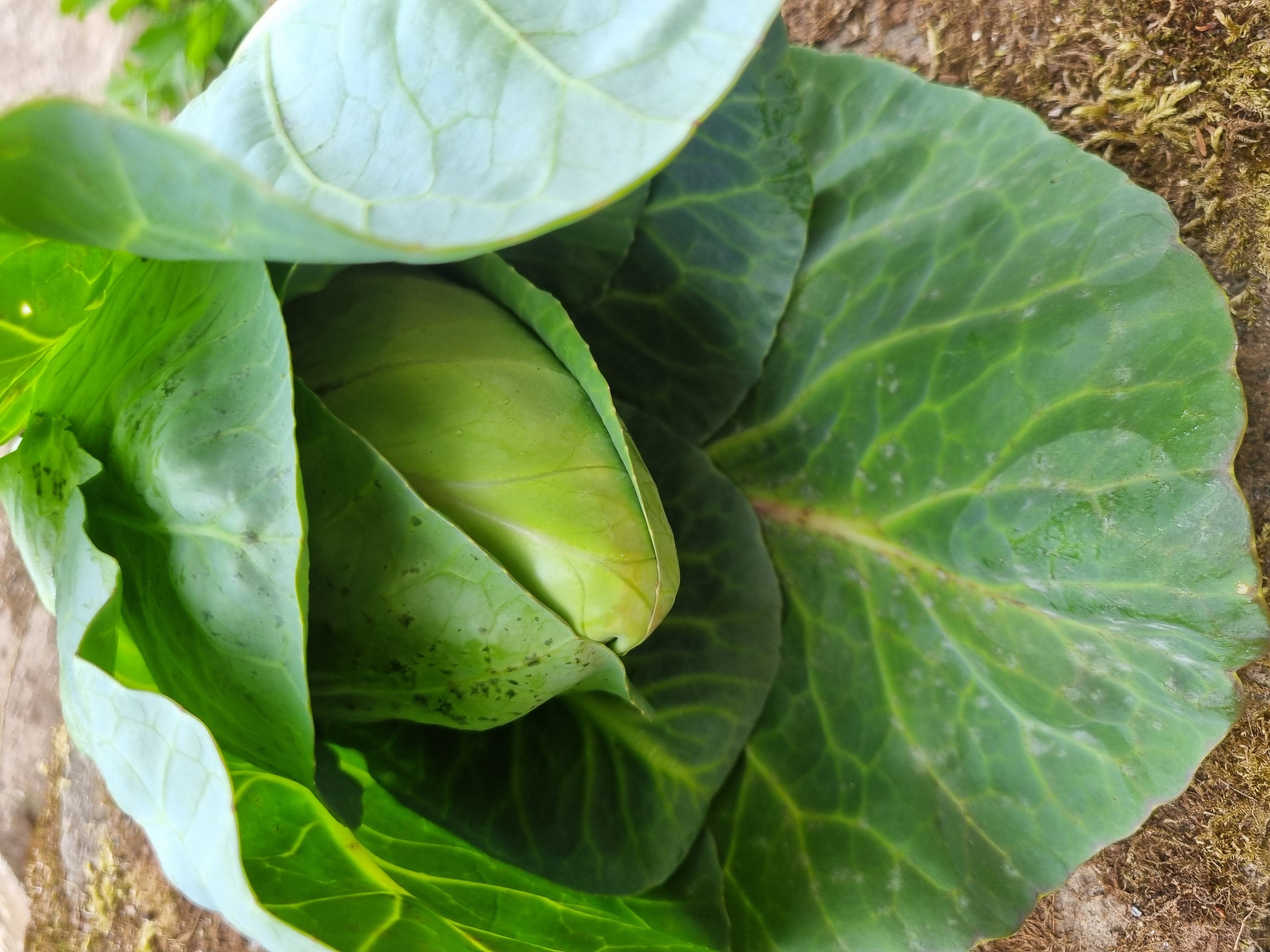 Pointy Cabbage