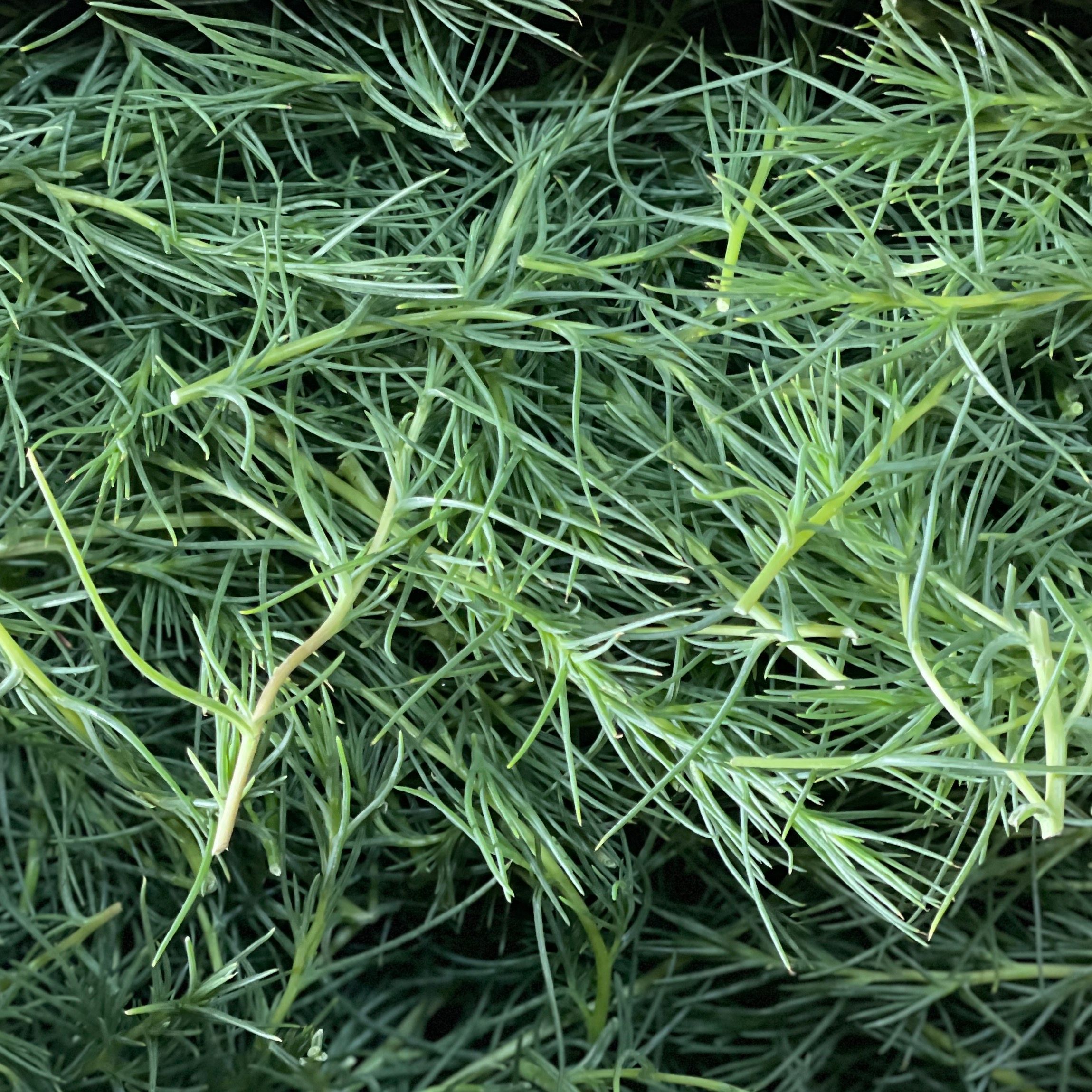 Image of Agretti (100g)