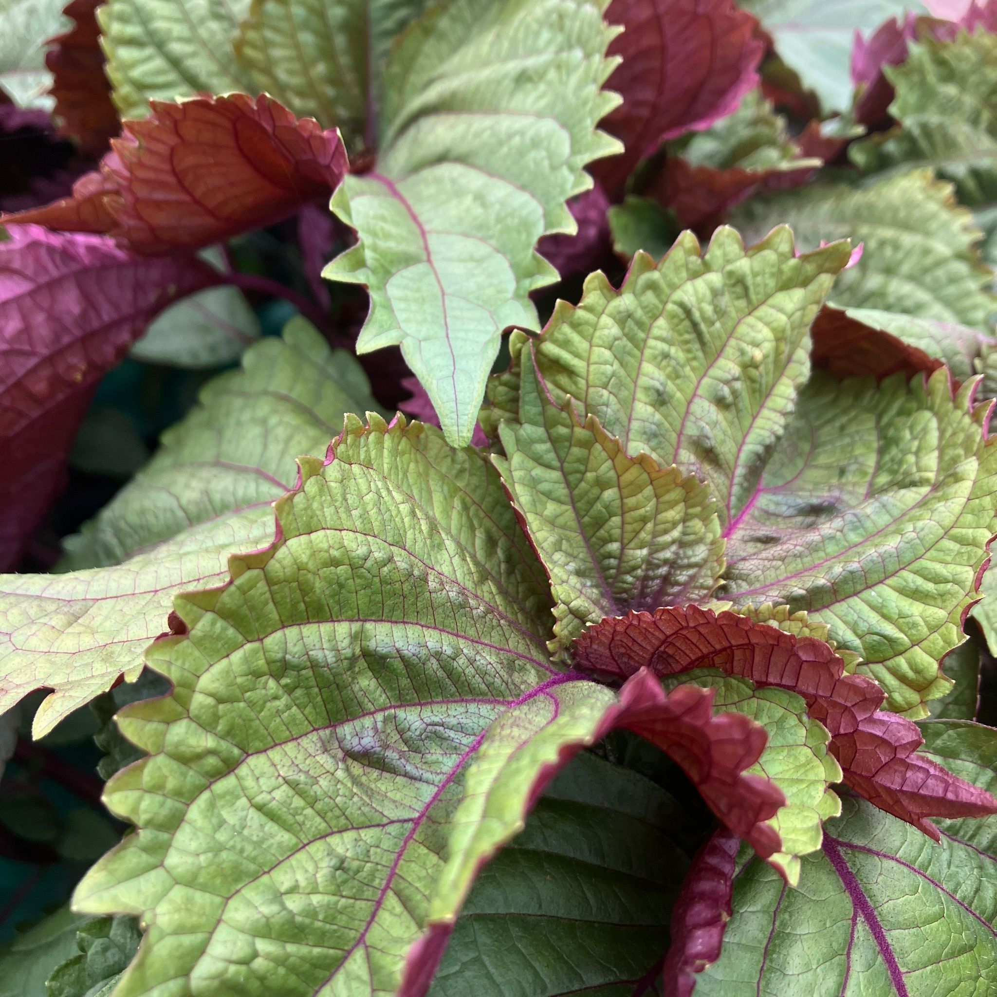Bicolour Shiso