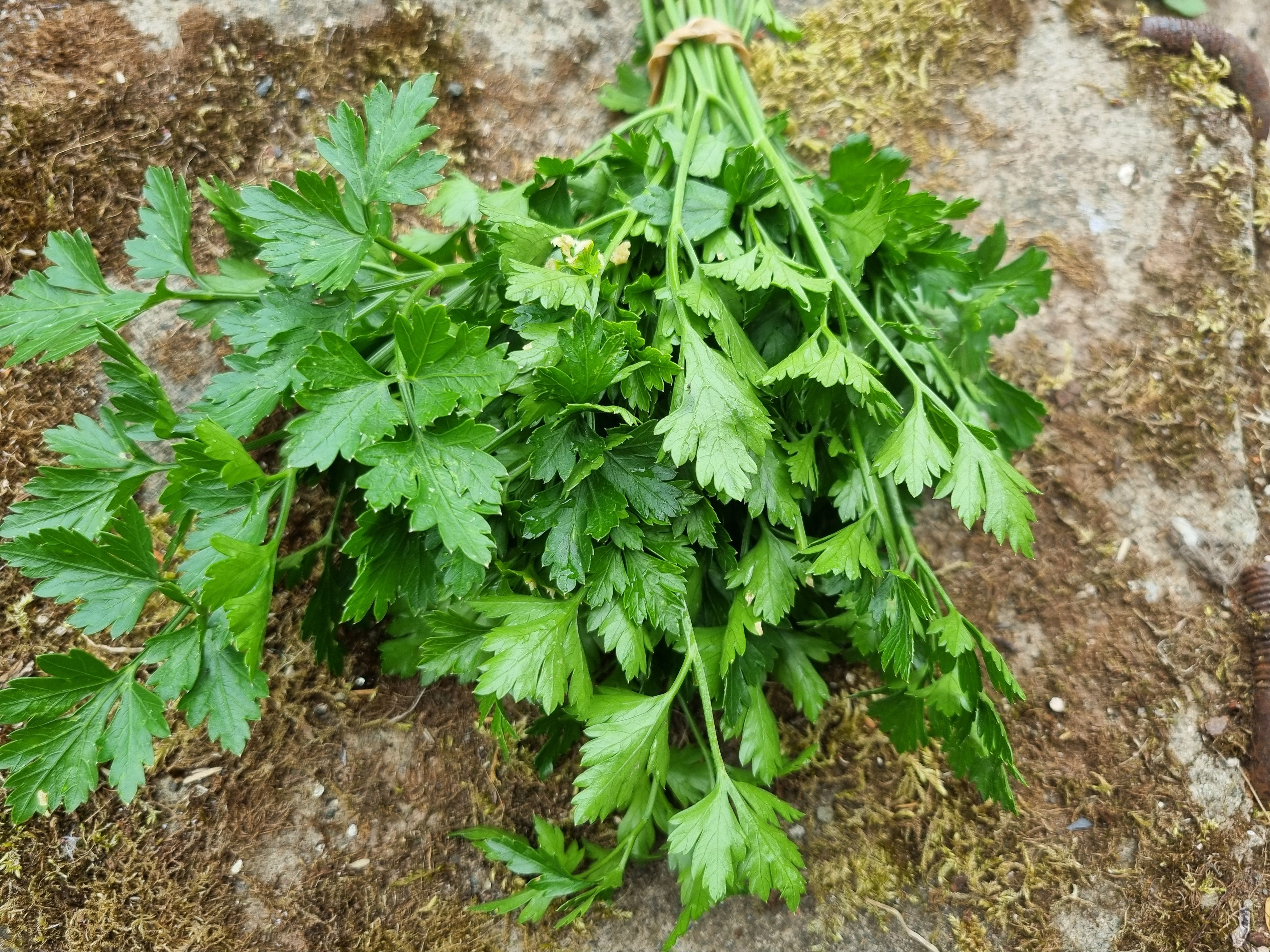 Parsley - flat leaved