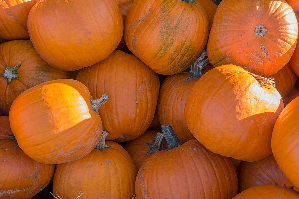 Image of Pumpkin, Medium