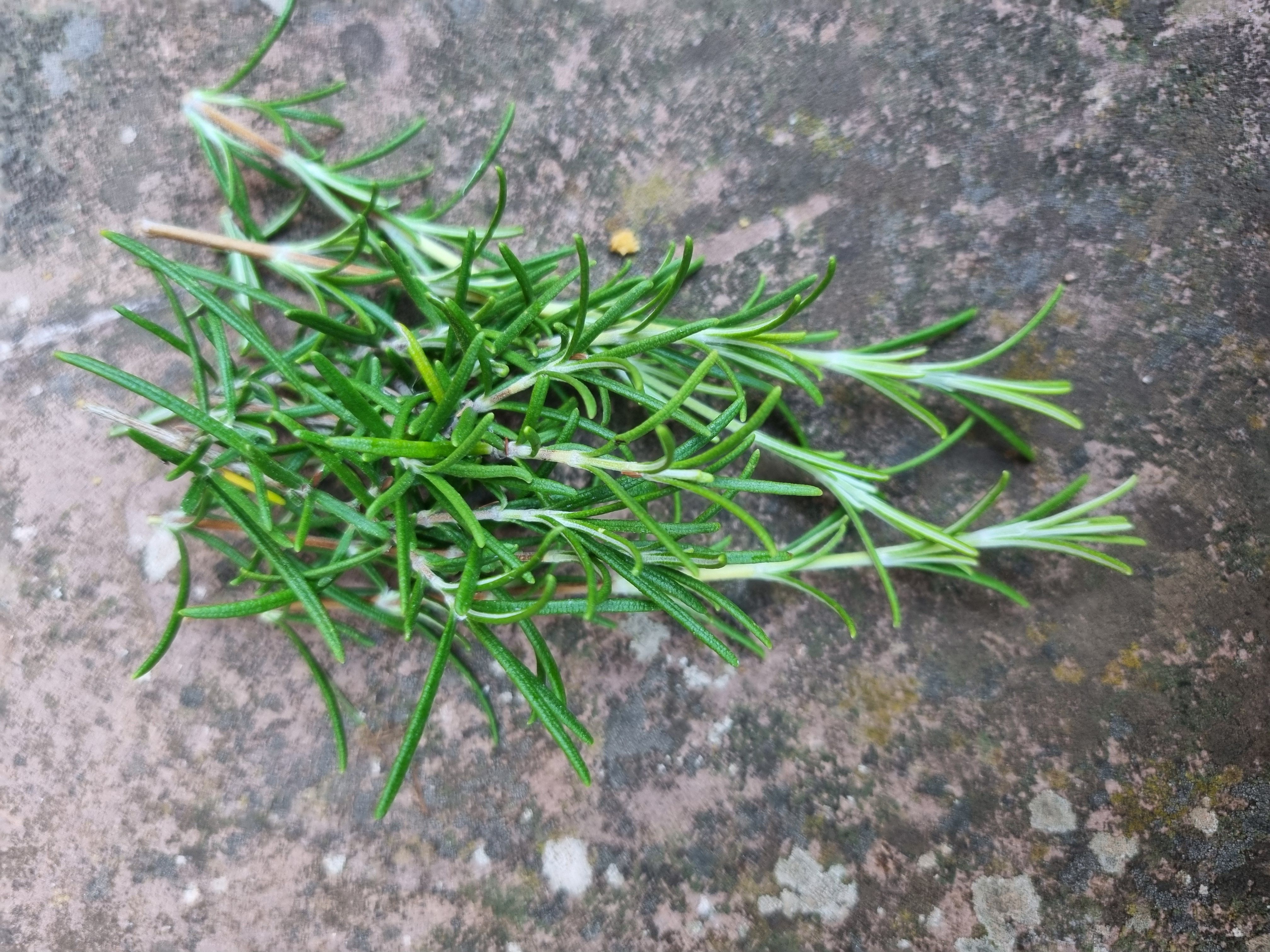 Rosemary