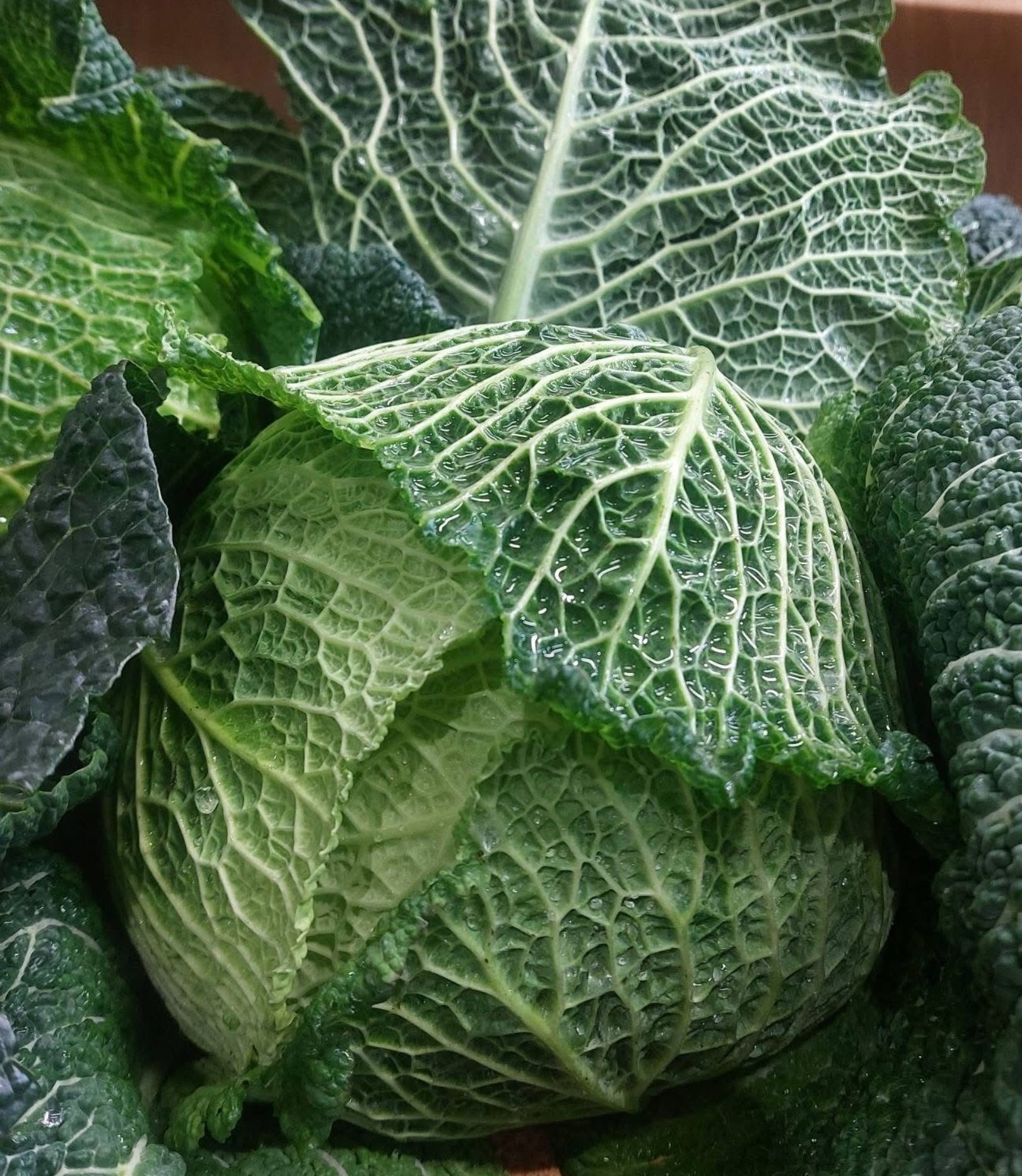 Organic Savoy cabbage