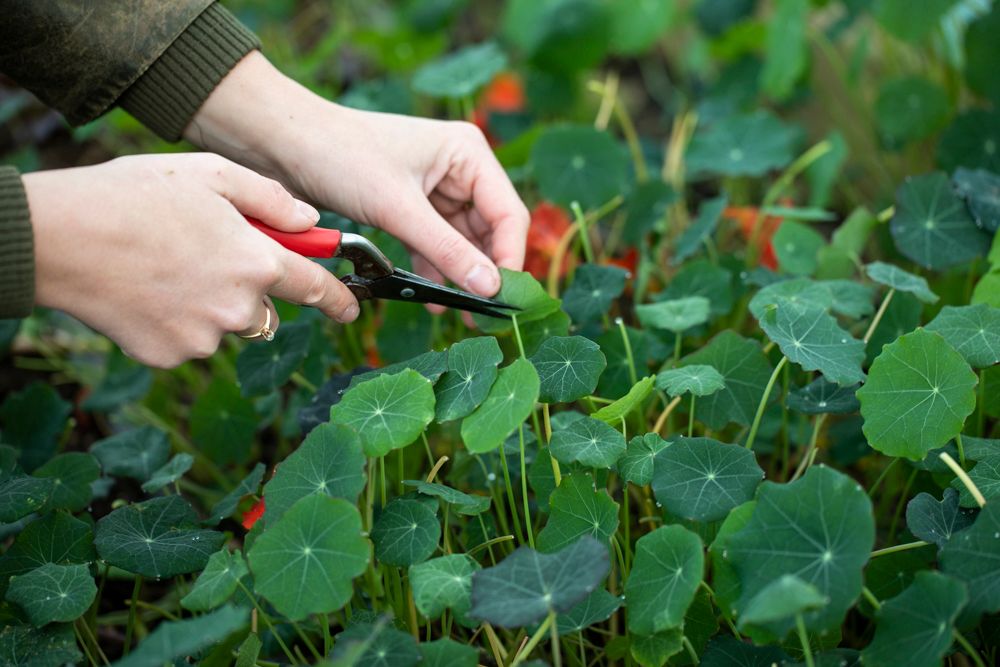 Image of For Wholesale