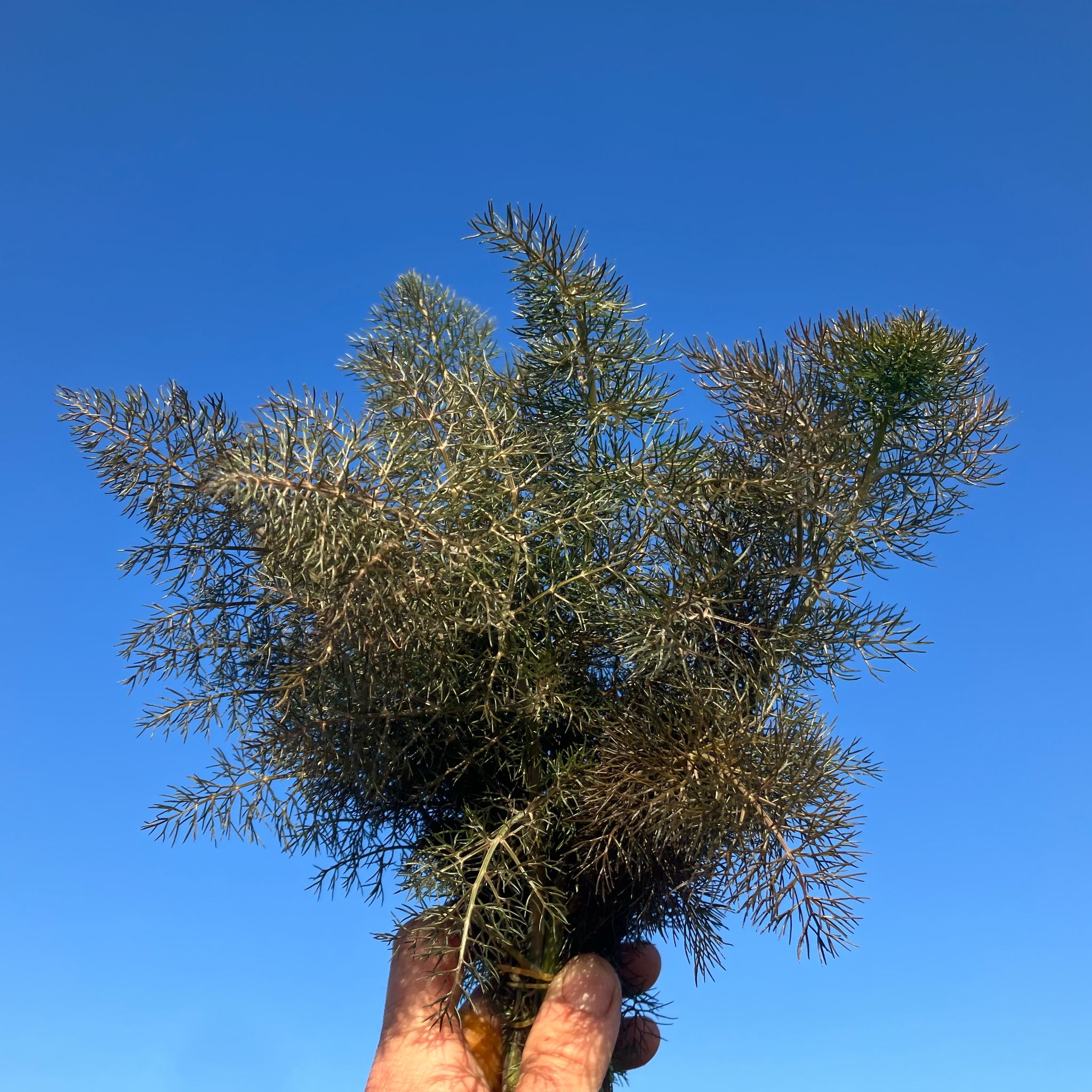 Bronze Fennel