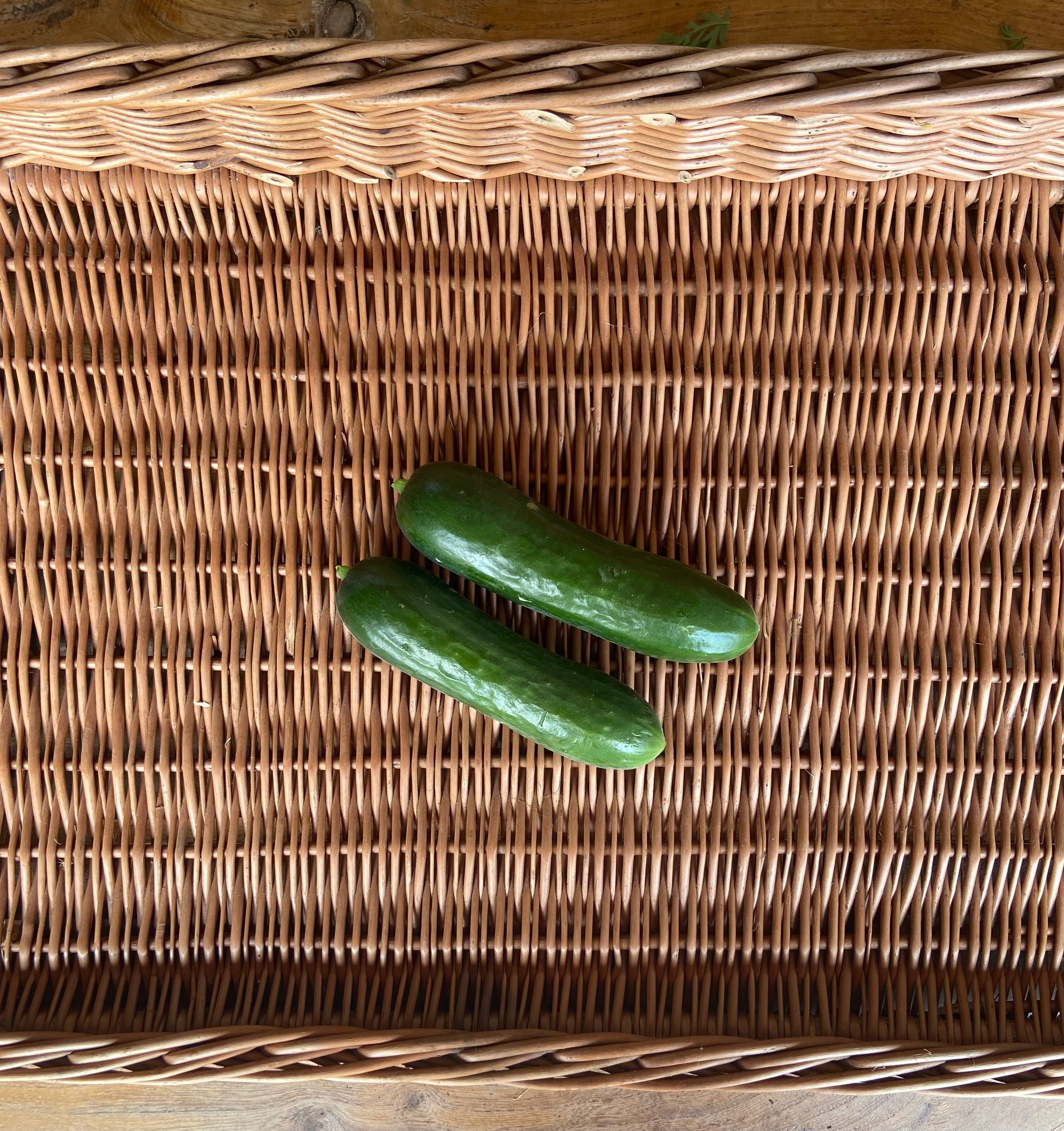 Mini Cucumber