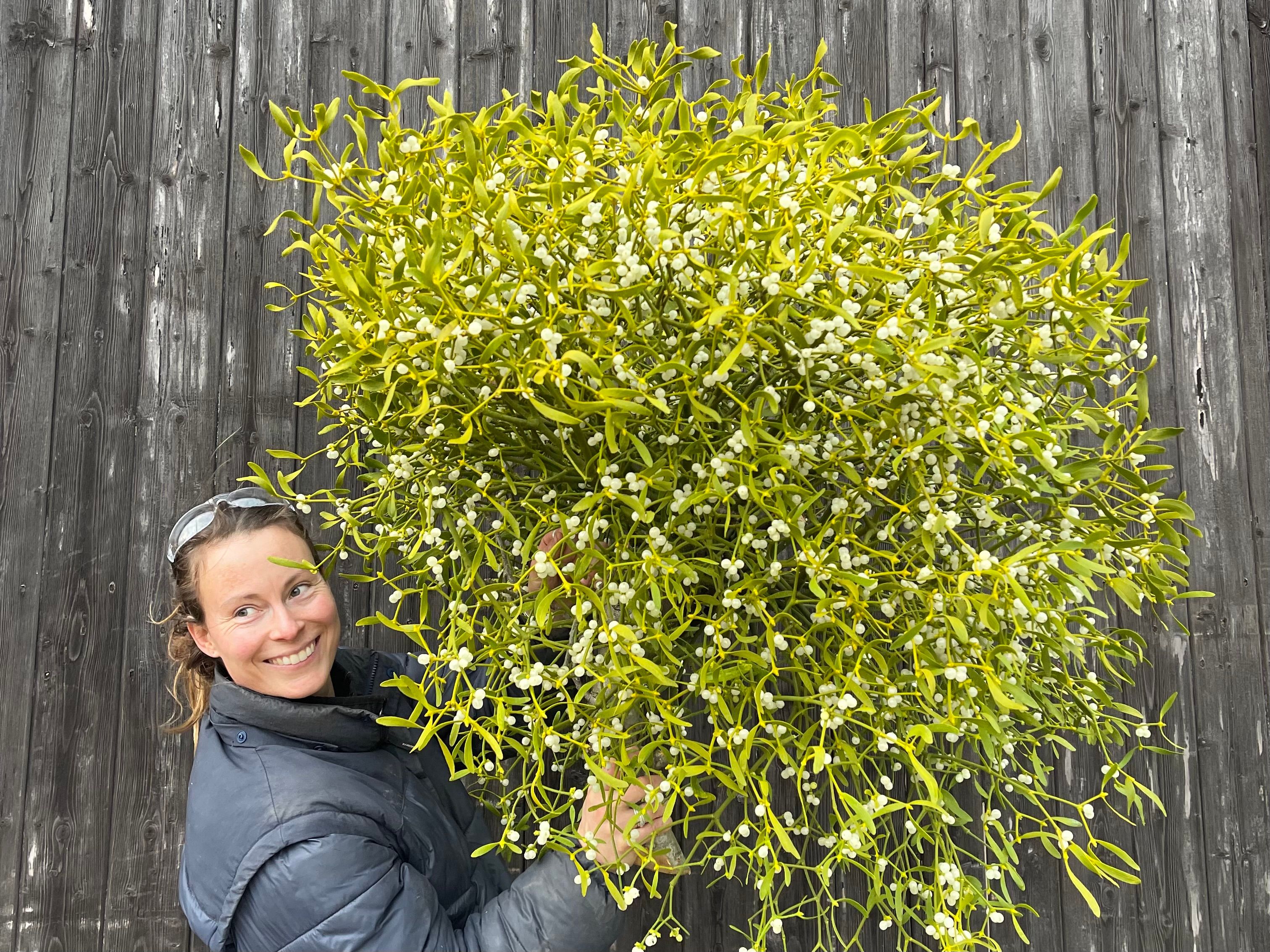 Image of Flourish CHRISTMAS