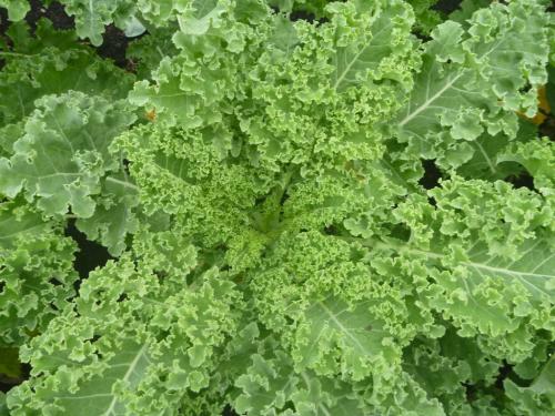 Kale, Curly