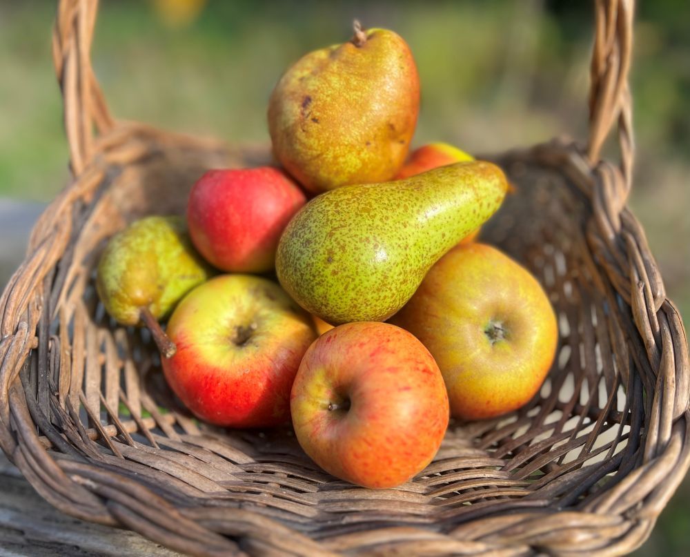 Image of Apples and Pears