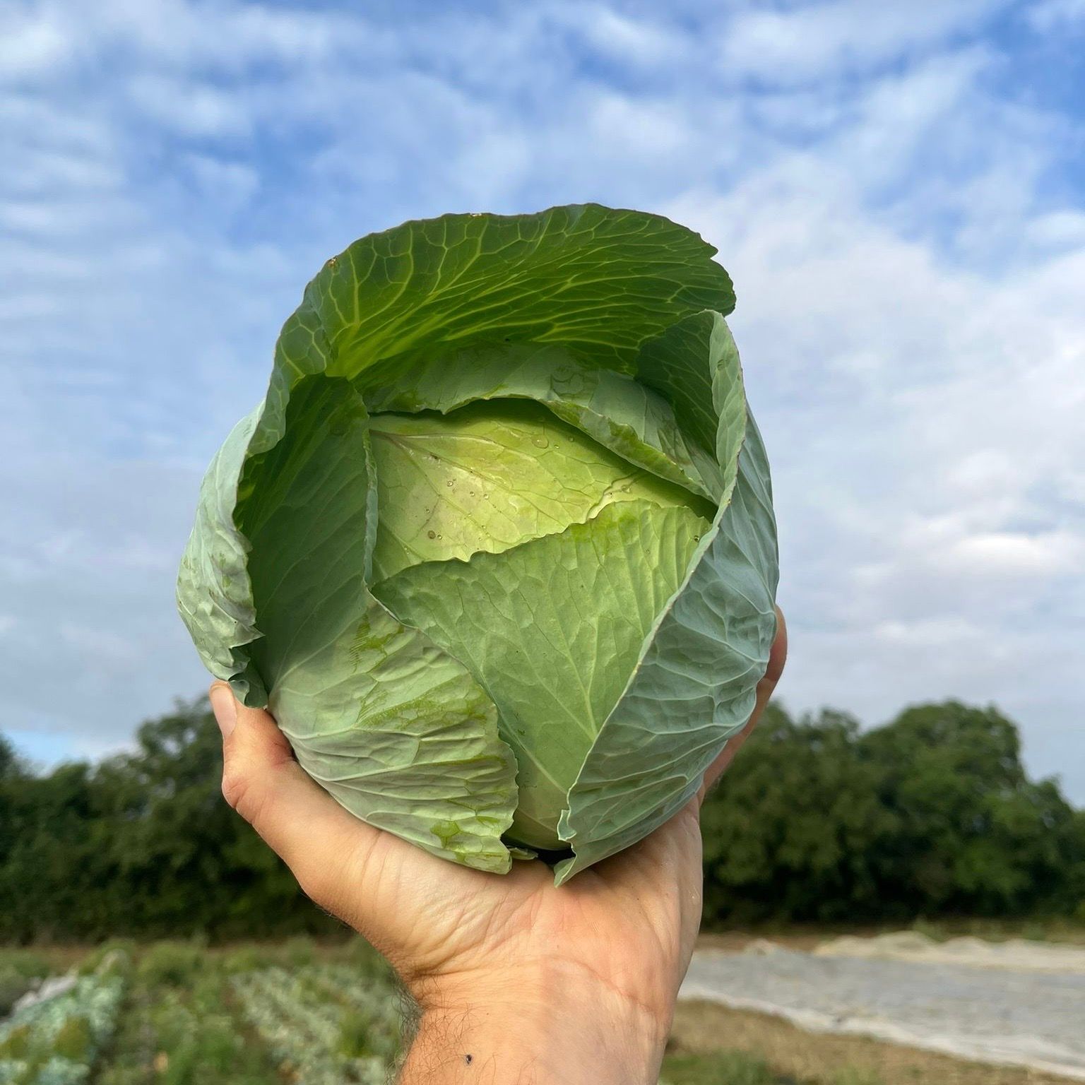 Image of Felicity Cabbage