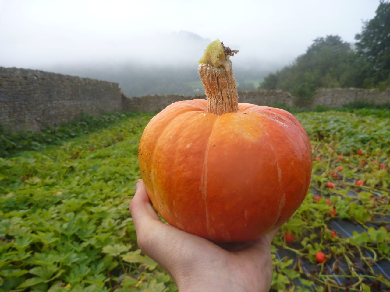 Squash, Red Kuri - medium