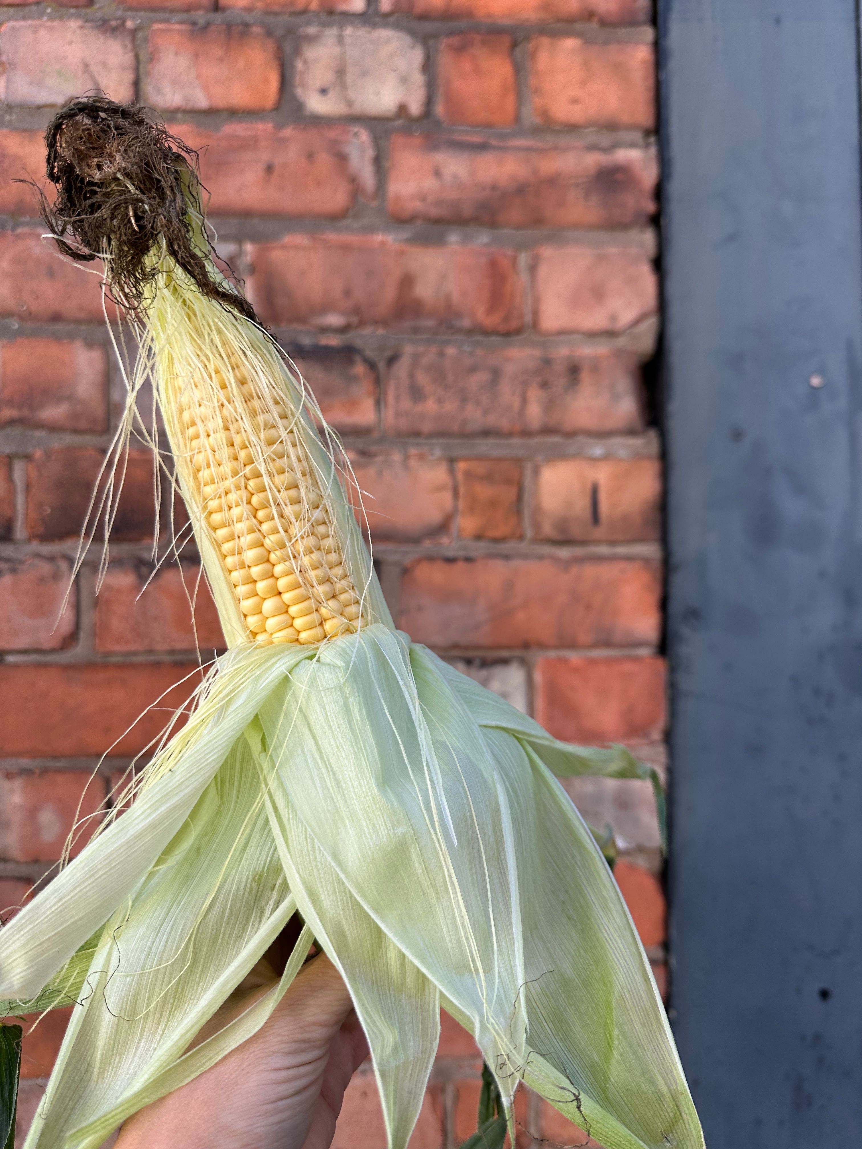 Image of Sweetcorn