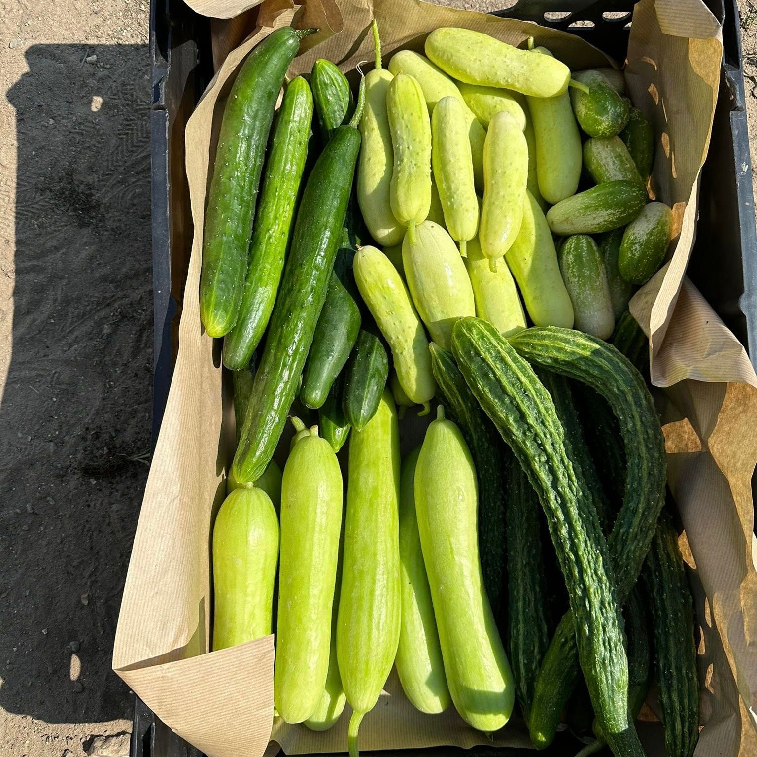 Flourish Cucumbers (Mix)