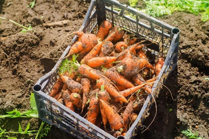 Carrots