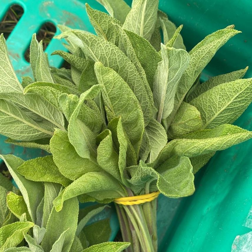 Sage