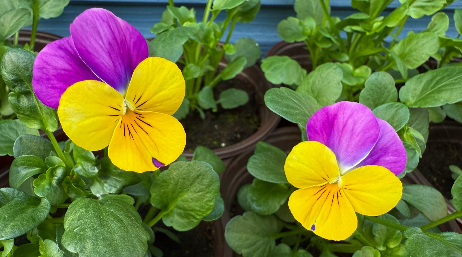 Image of Violas