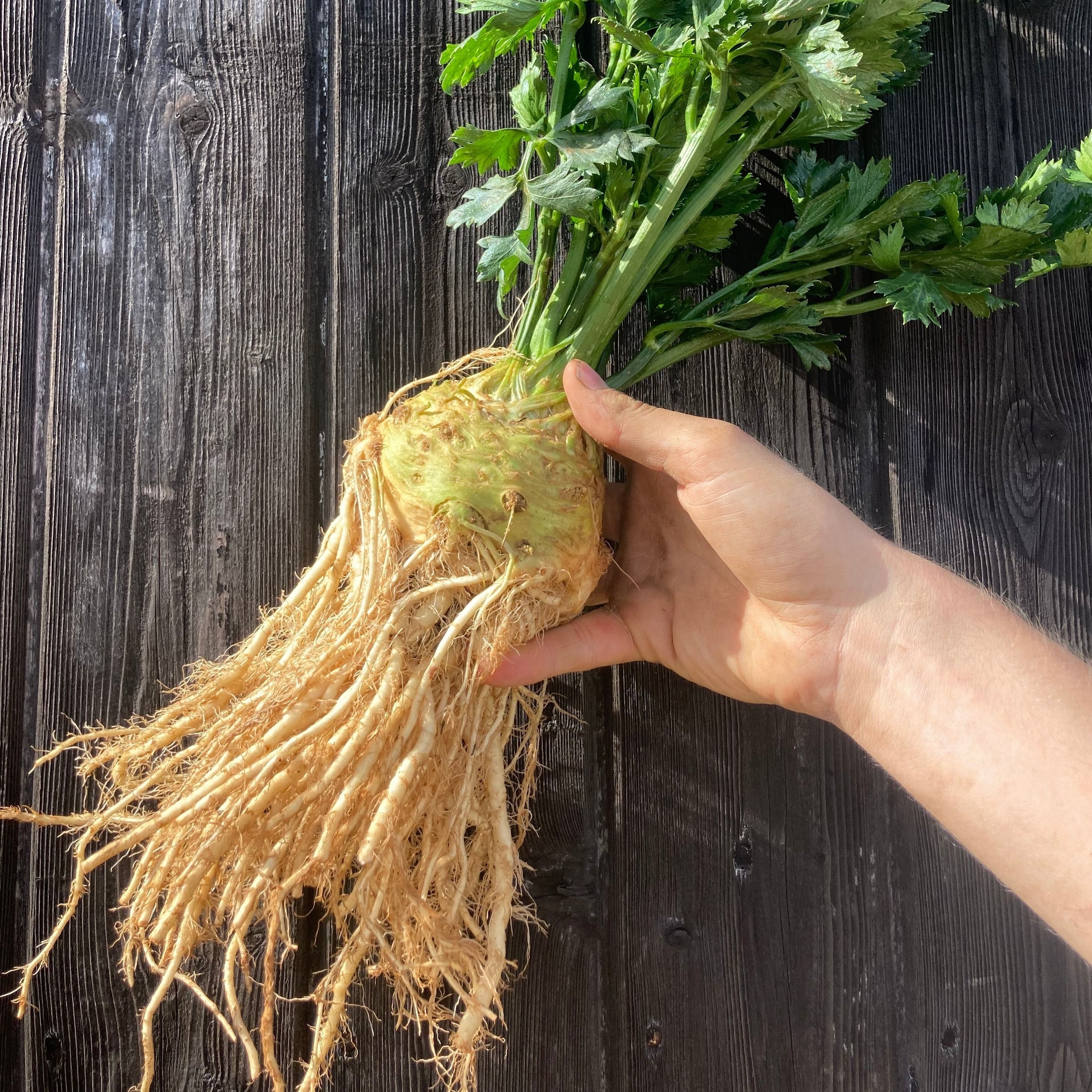 Celeriac