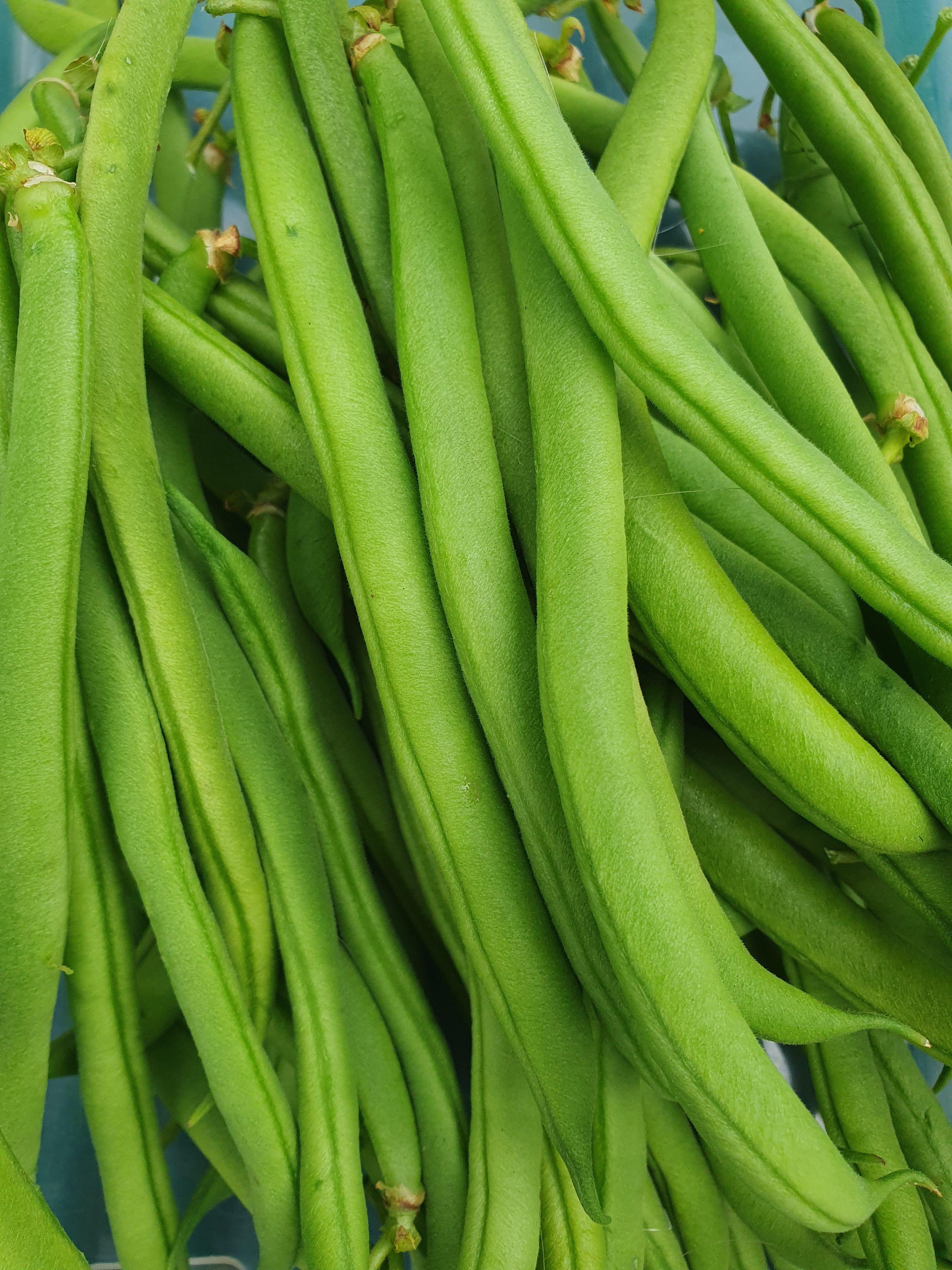 French Beans