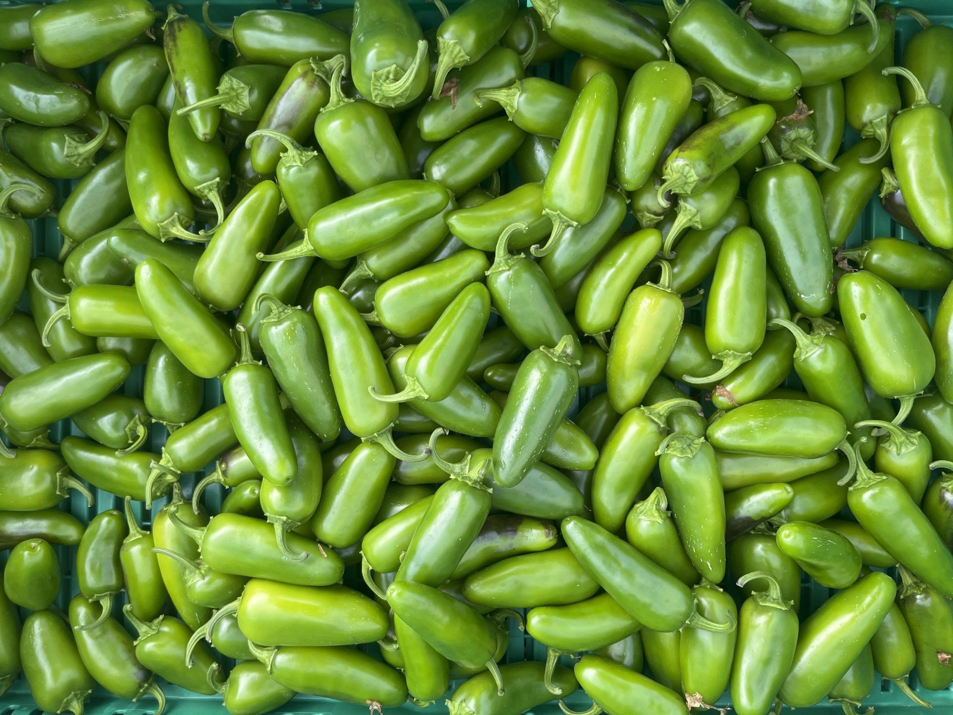 Jalapeno Chilli