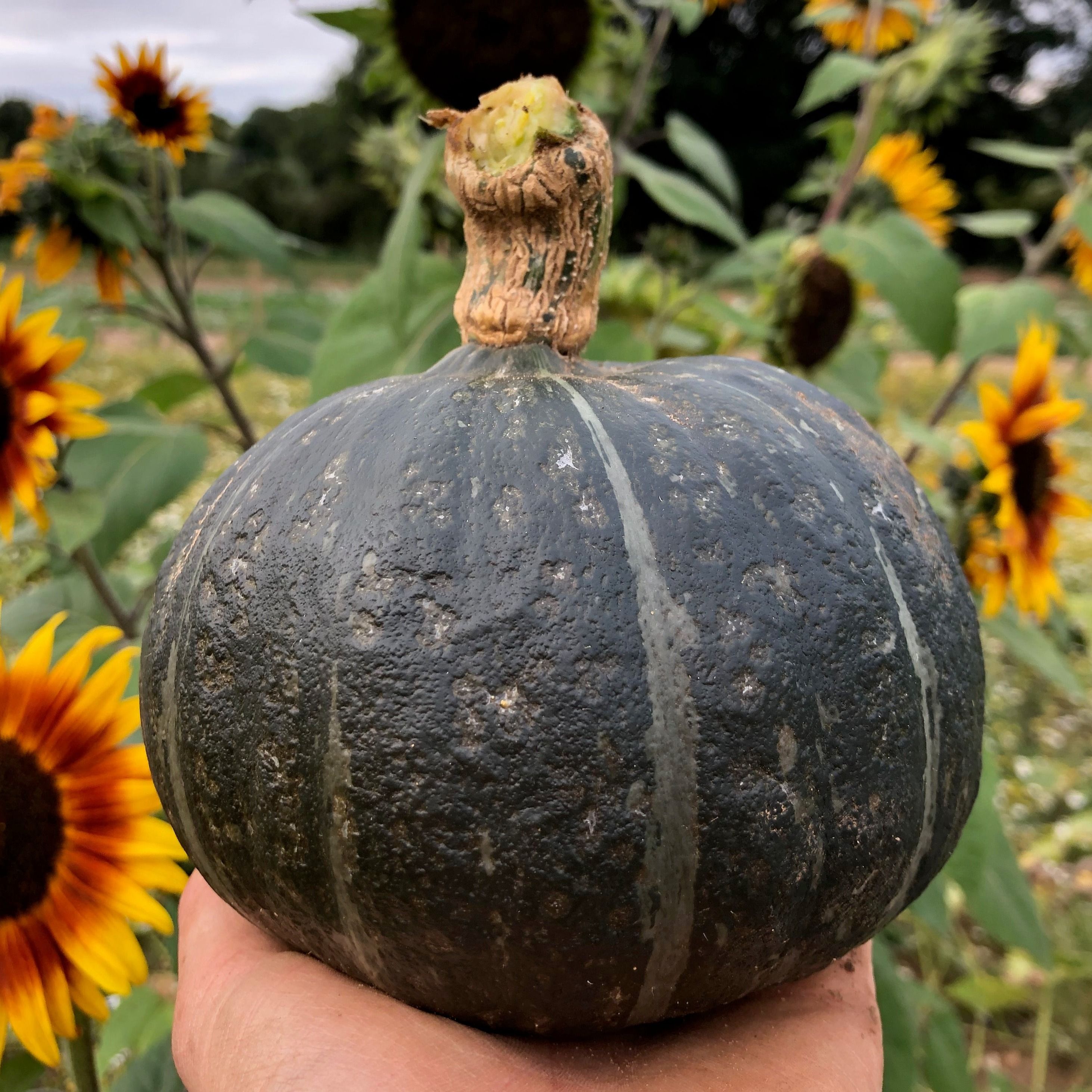 Kabocha Squash