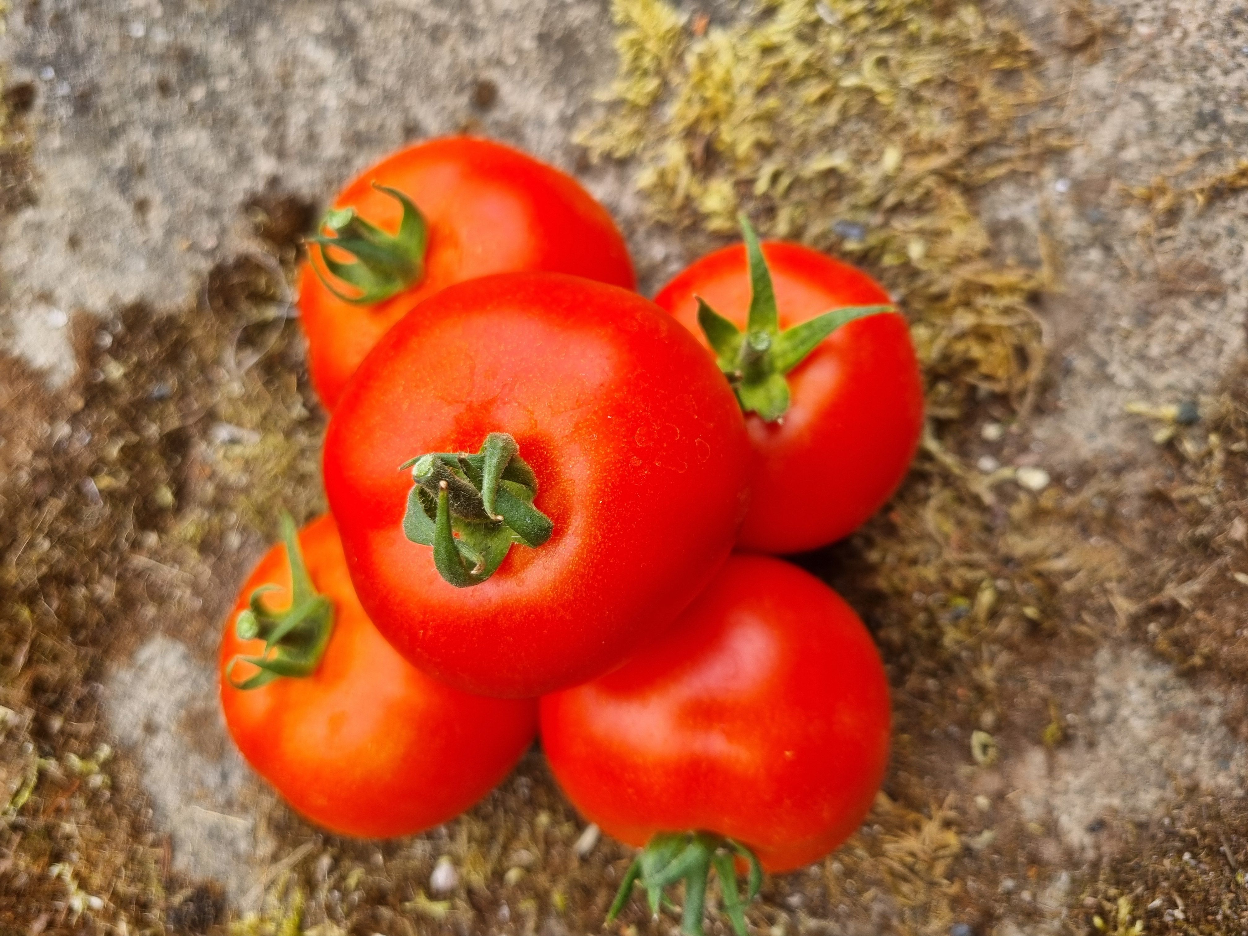 Salad Tomatoes