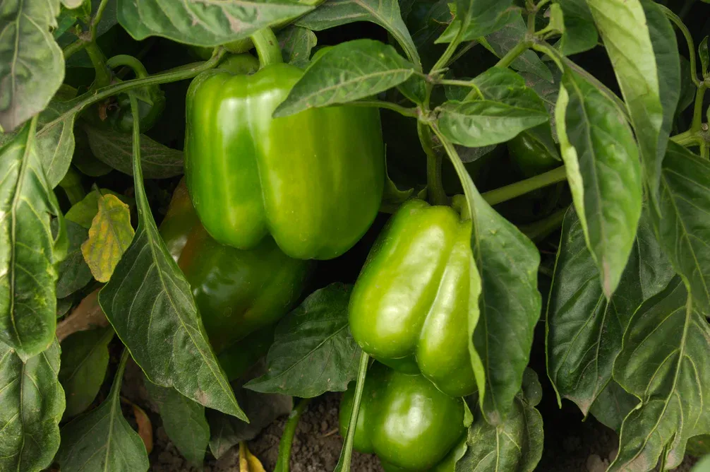 Green Pepper