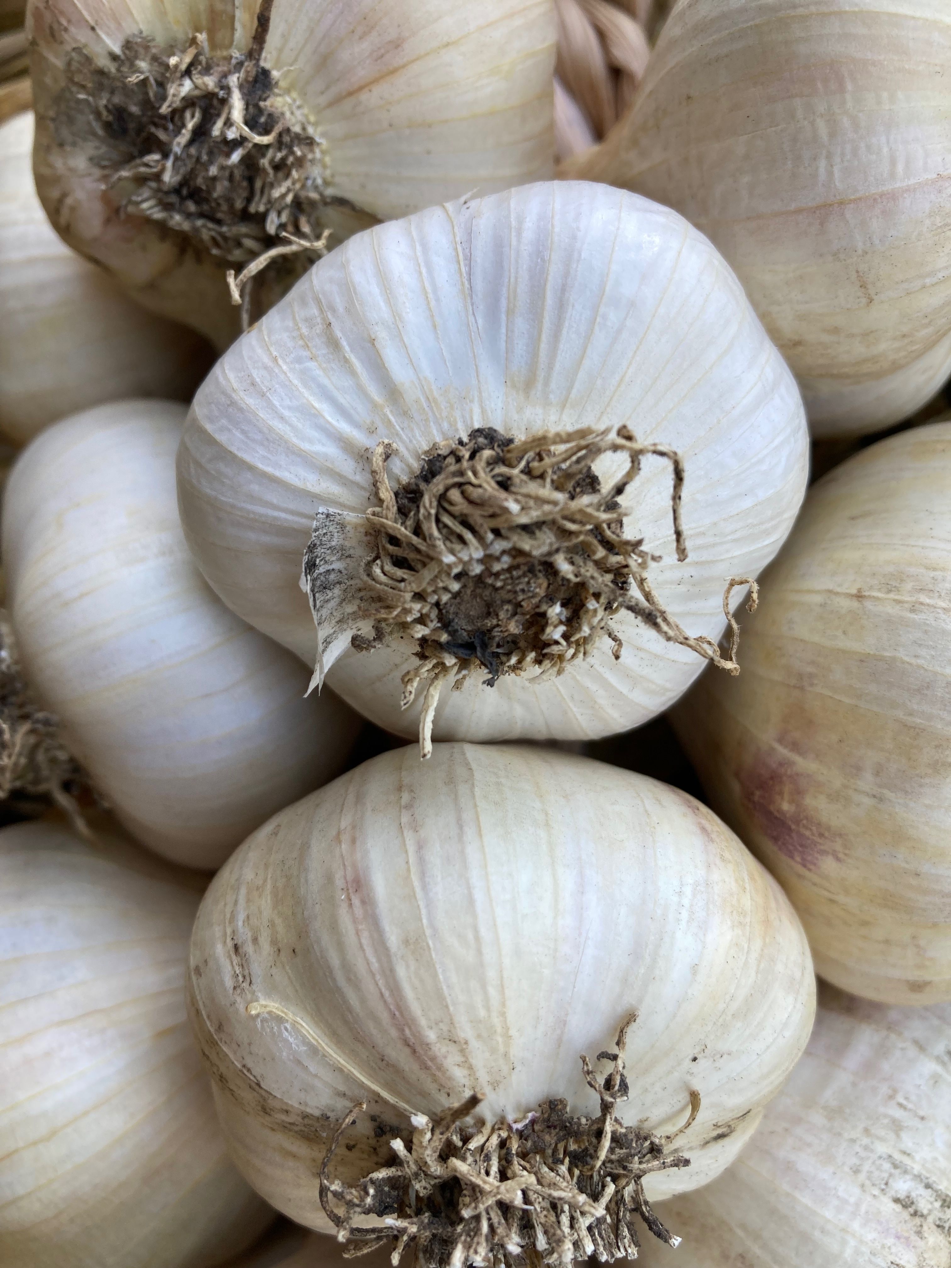 Image of Garlic Braid
