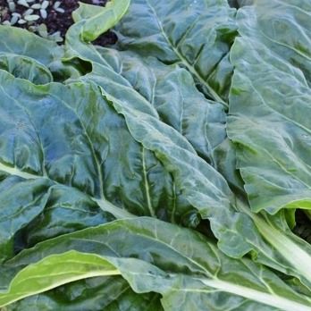 Image of Perpetual Spinach (250g)