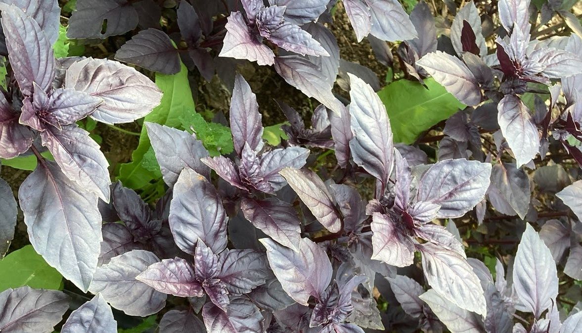 Image of Basil, purple