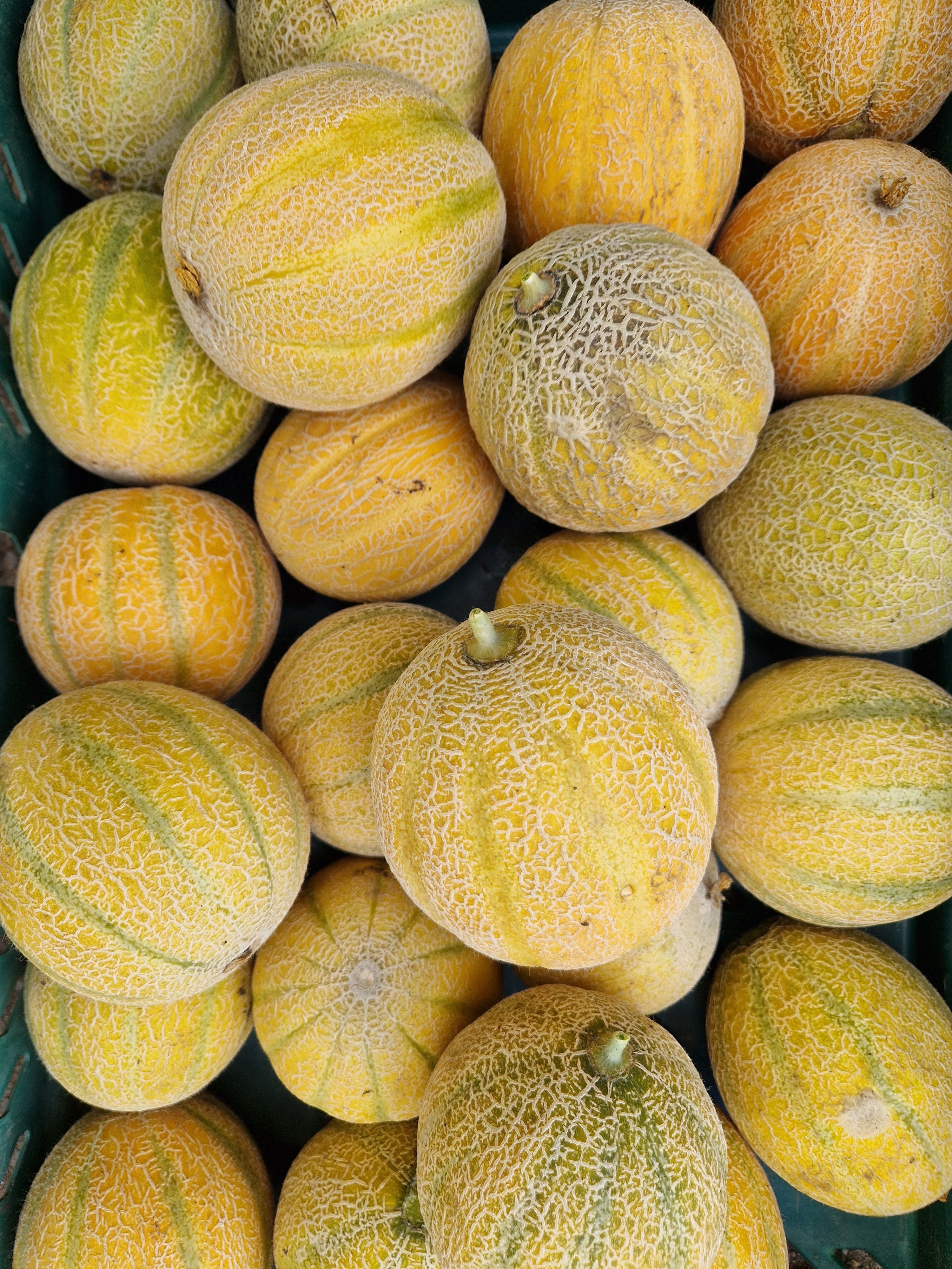 Image of Galia Melon
