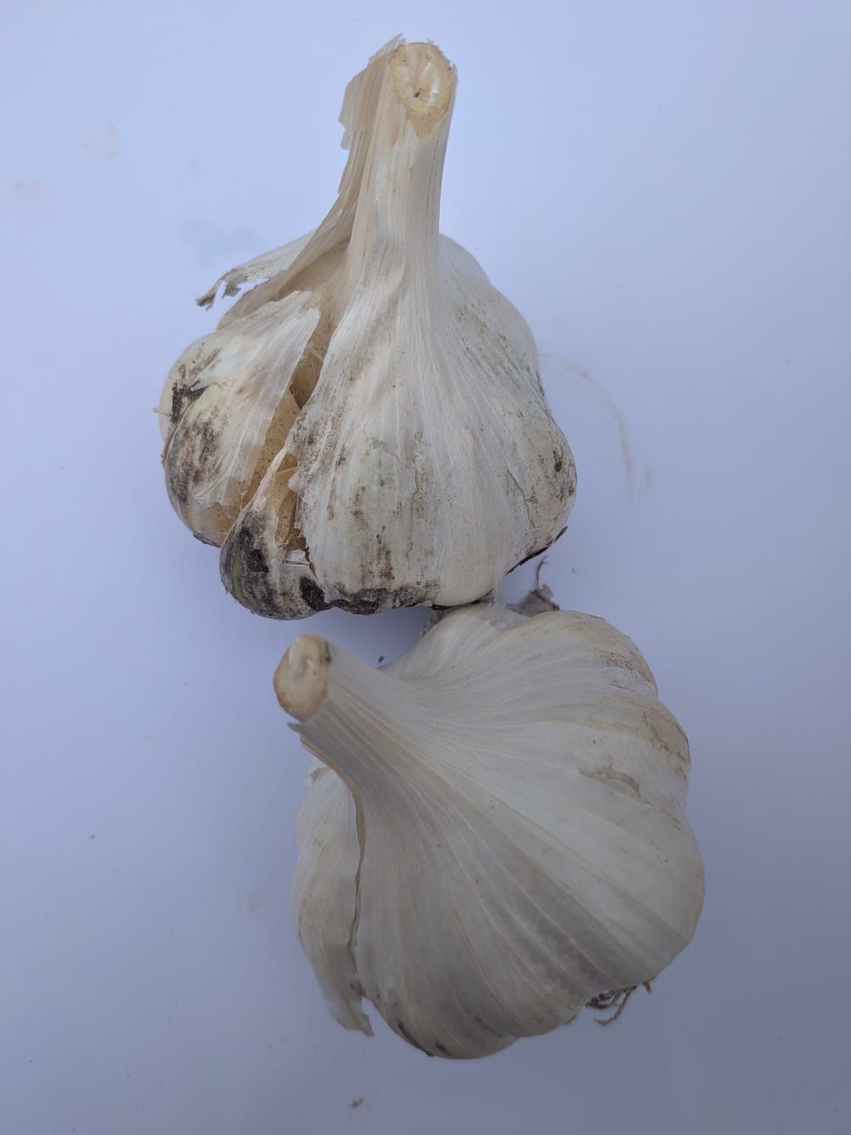Image of Garlic