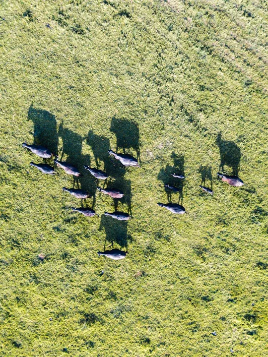 Meat from Planton Farm 