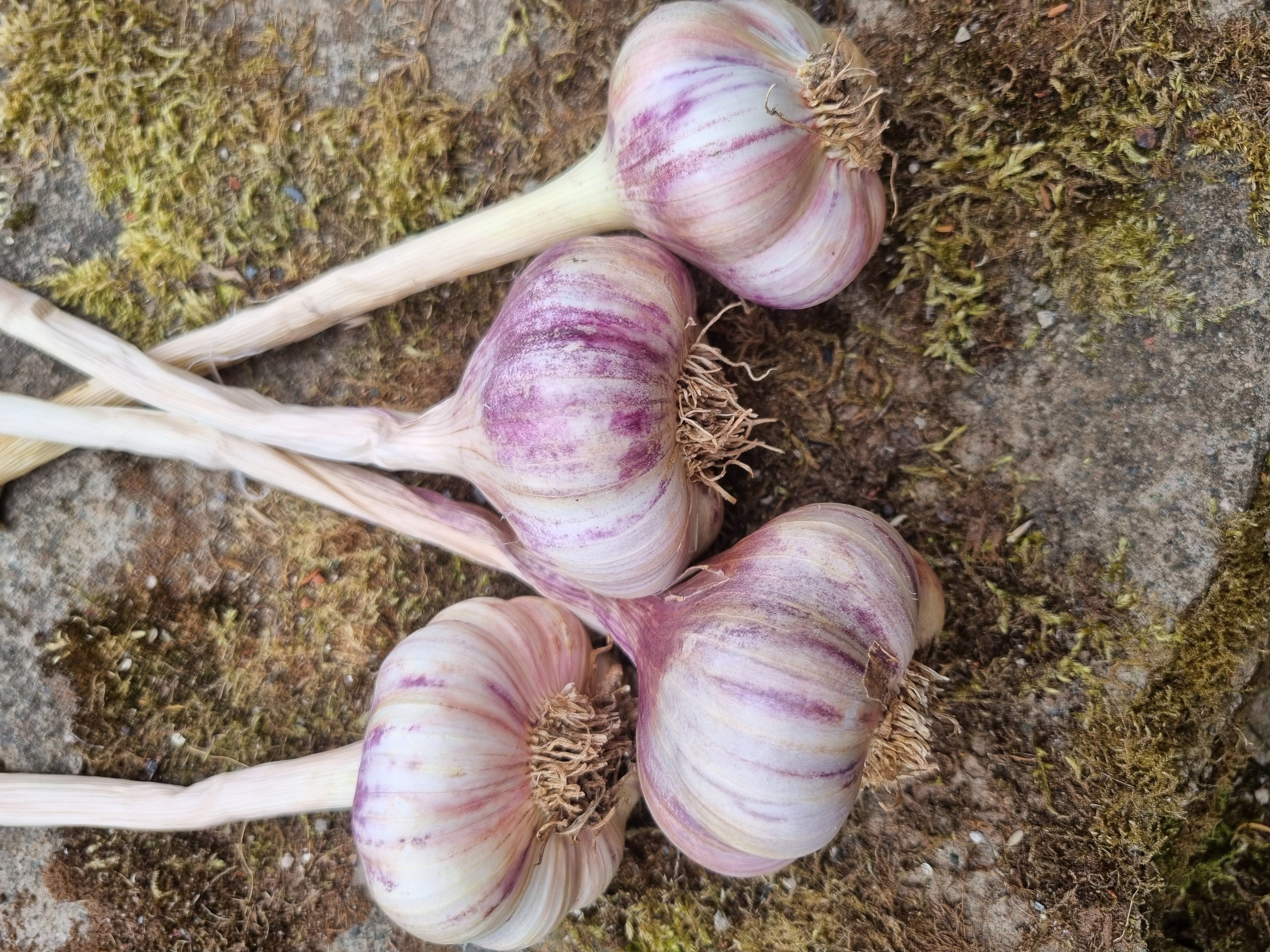 Garlic