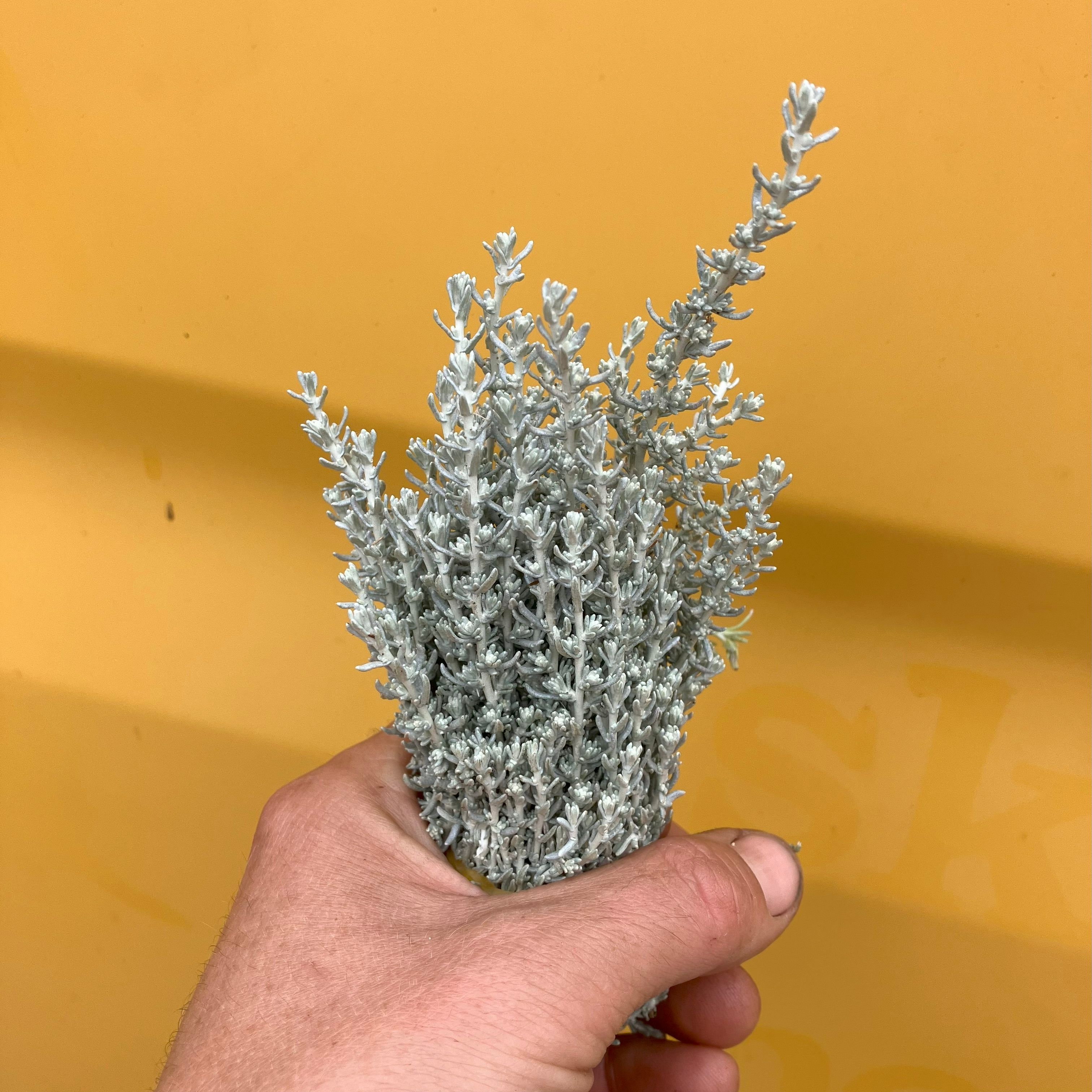 Image of Curry Plant