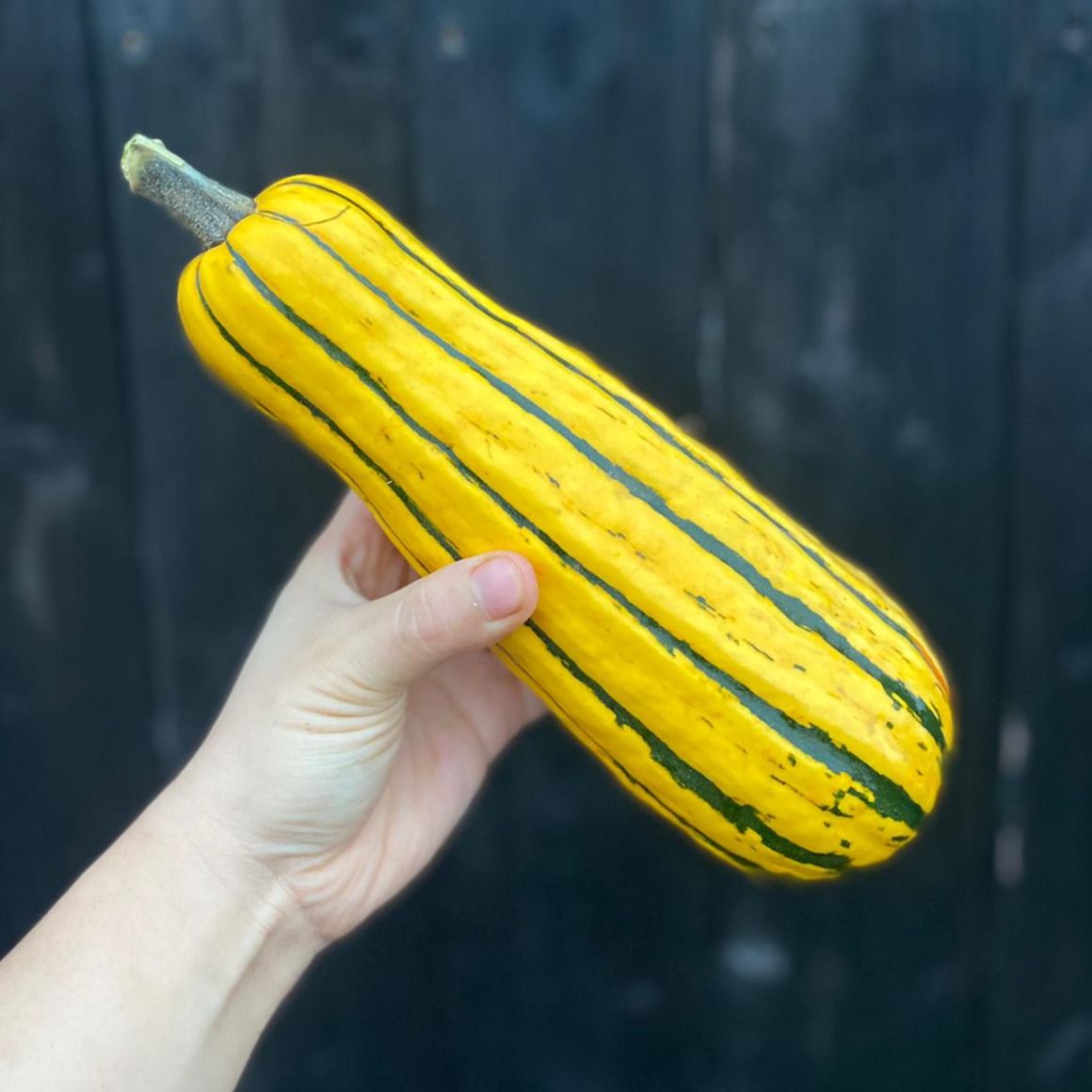 Delicata Squash